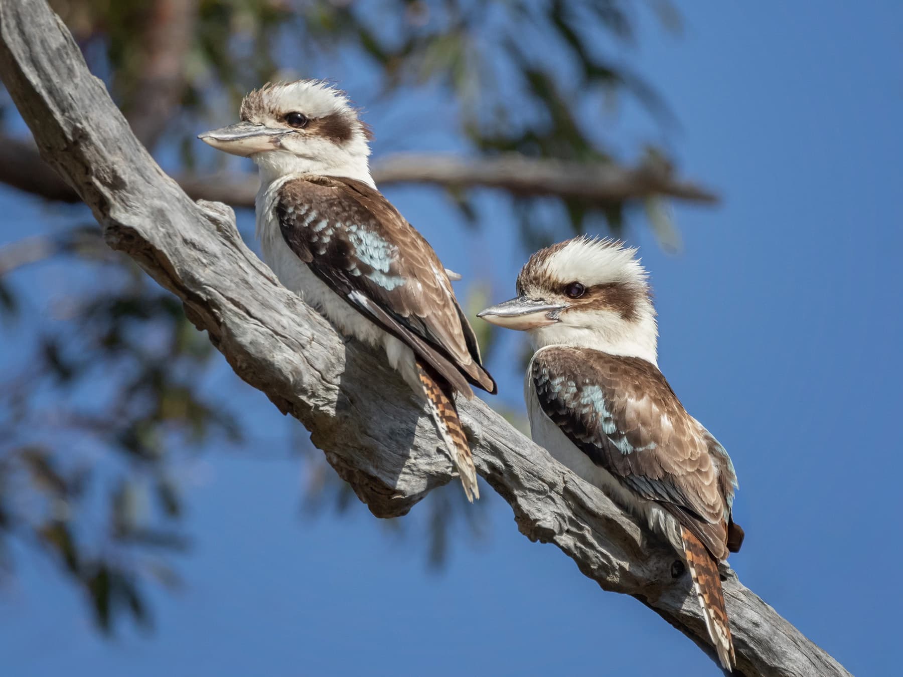Pair of kookaburras