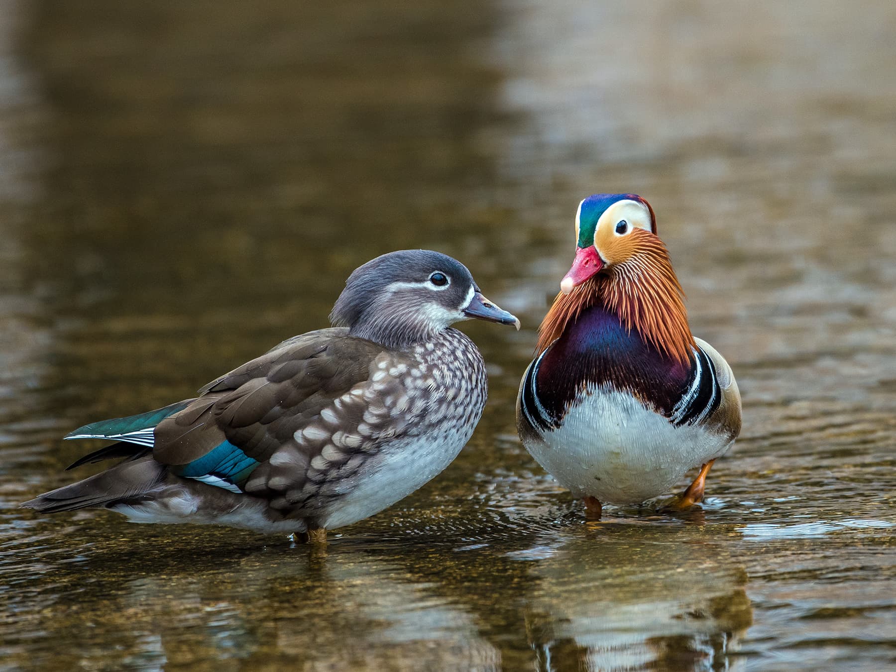 Pair of madarin ducks