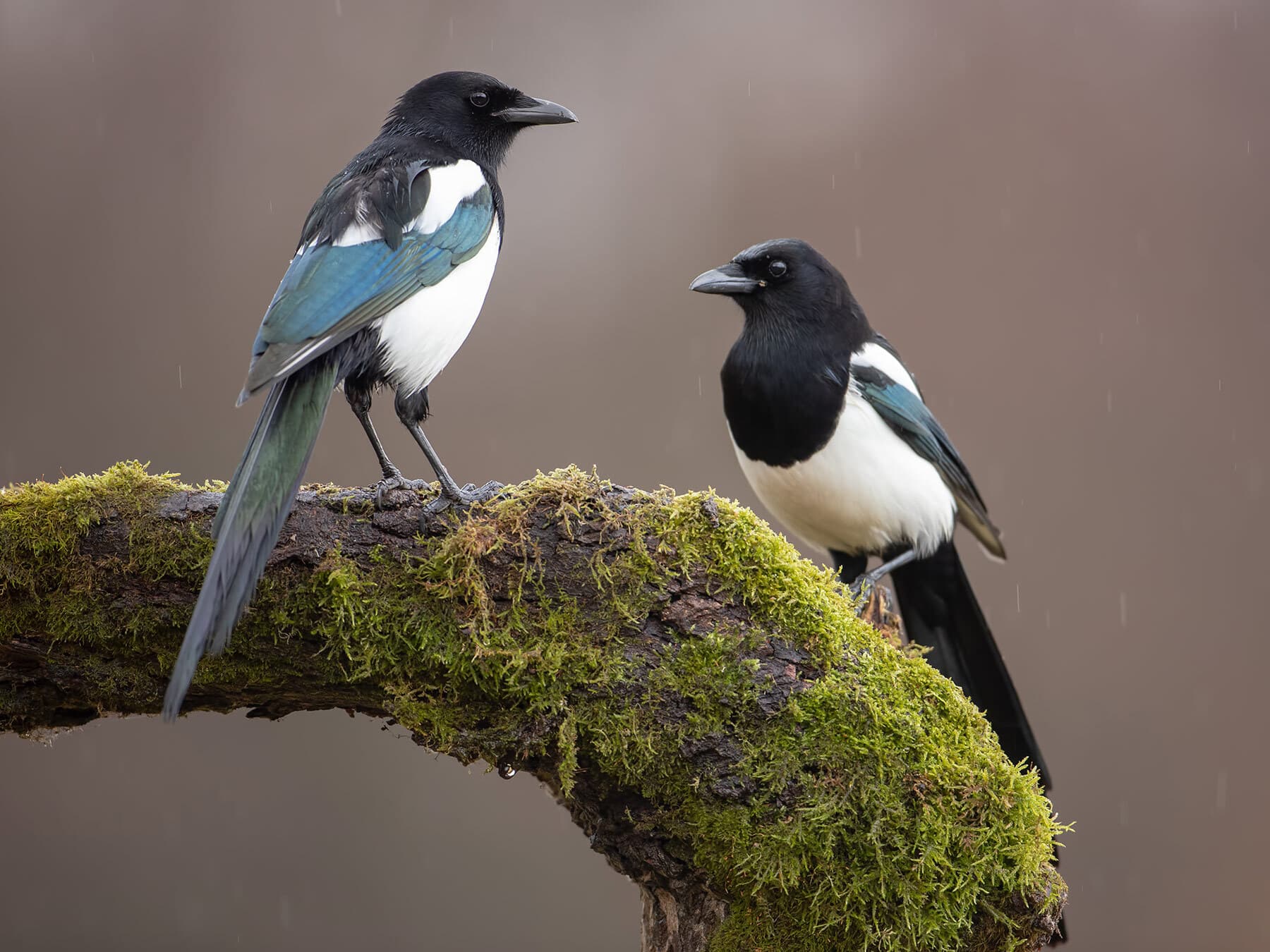 Pair of magpies