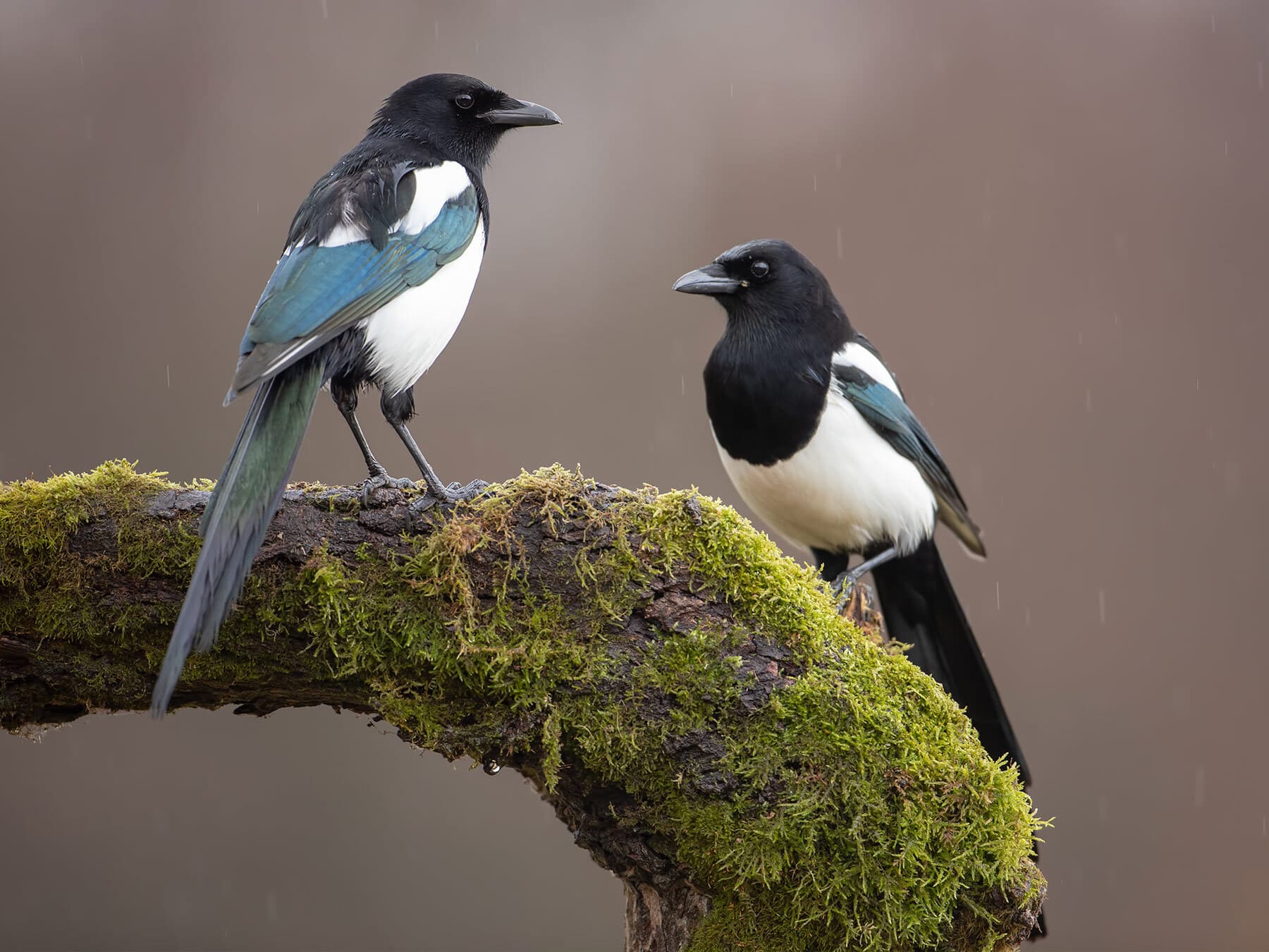 Pair of magpies