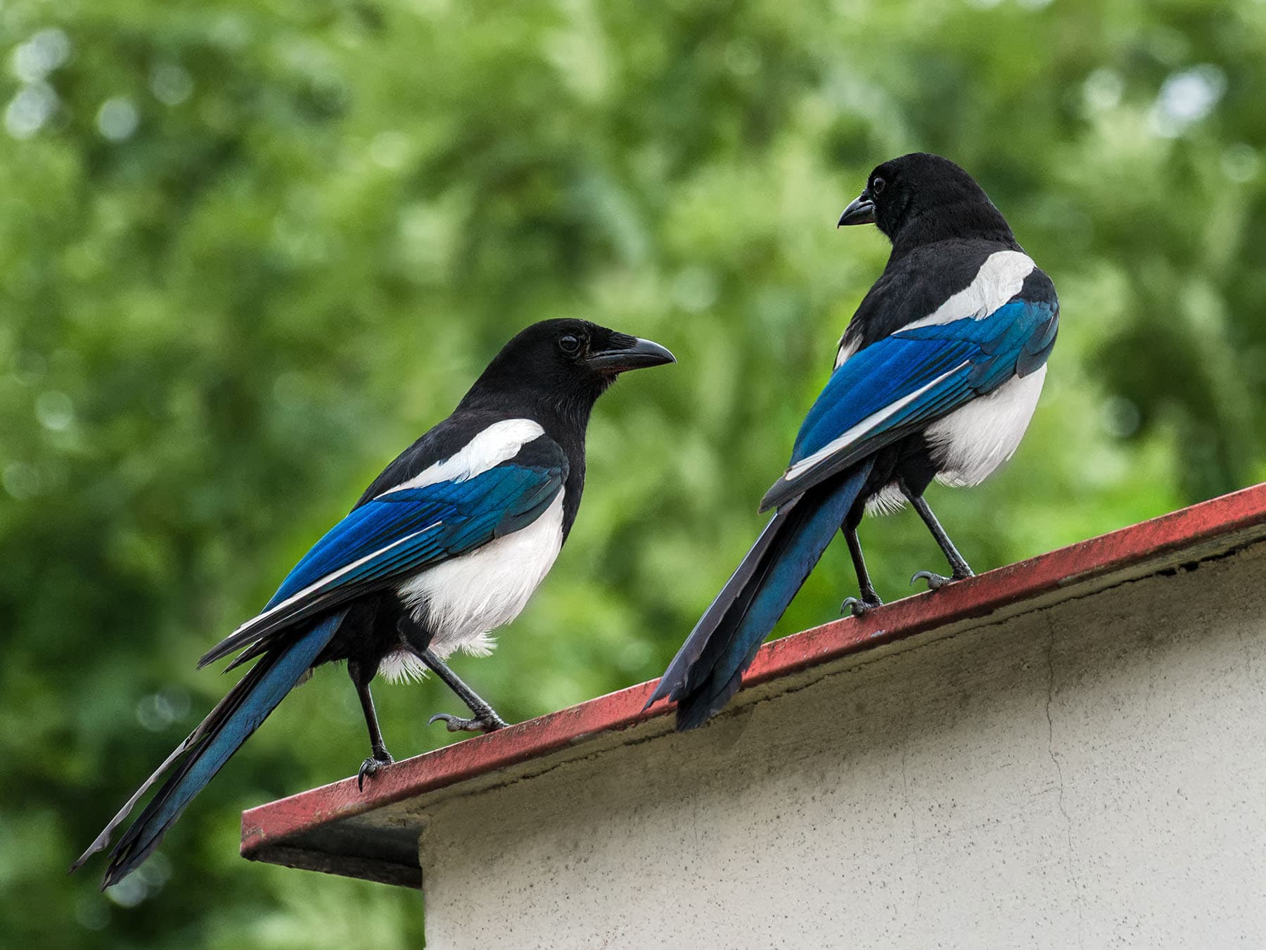 Two Magpies on a roof, showing the blue sheen on their wings