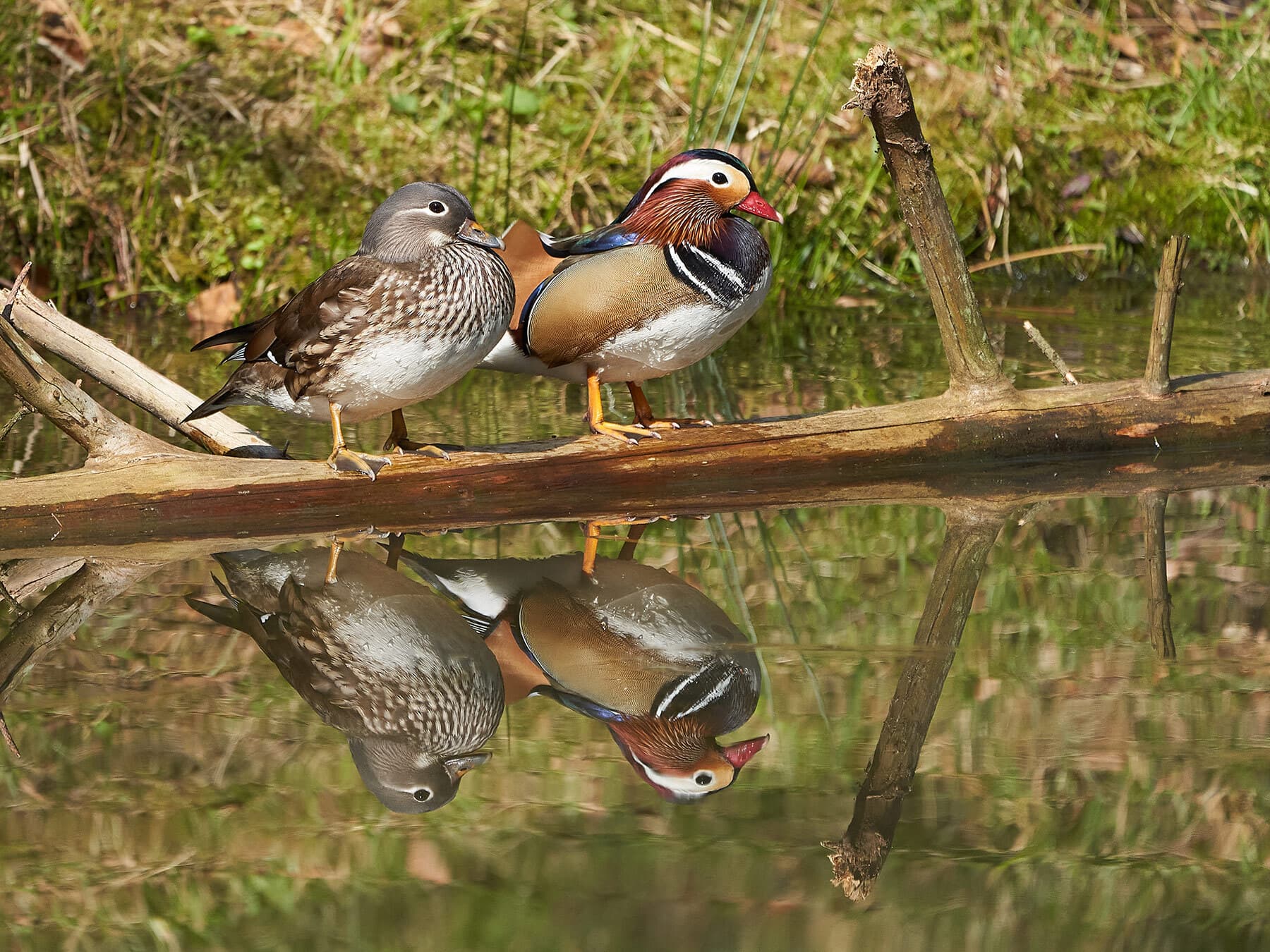 Pair of mandarin ducks