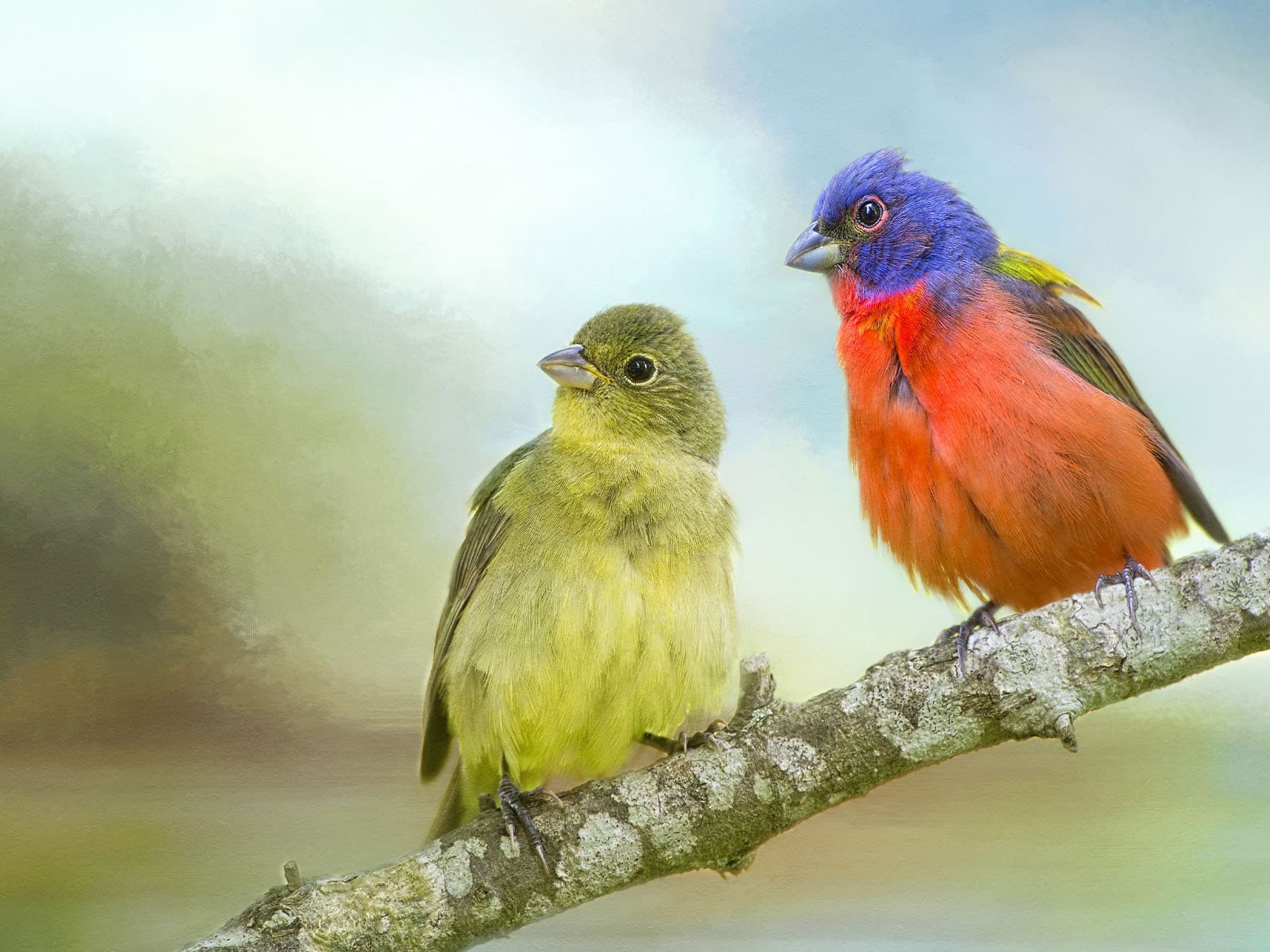 Pair of painted buntings