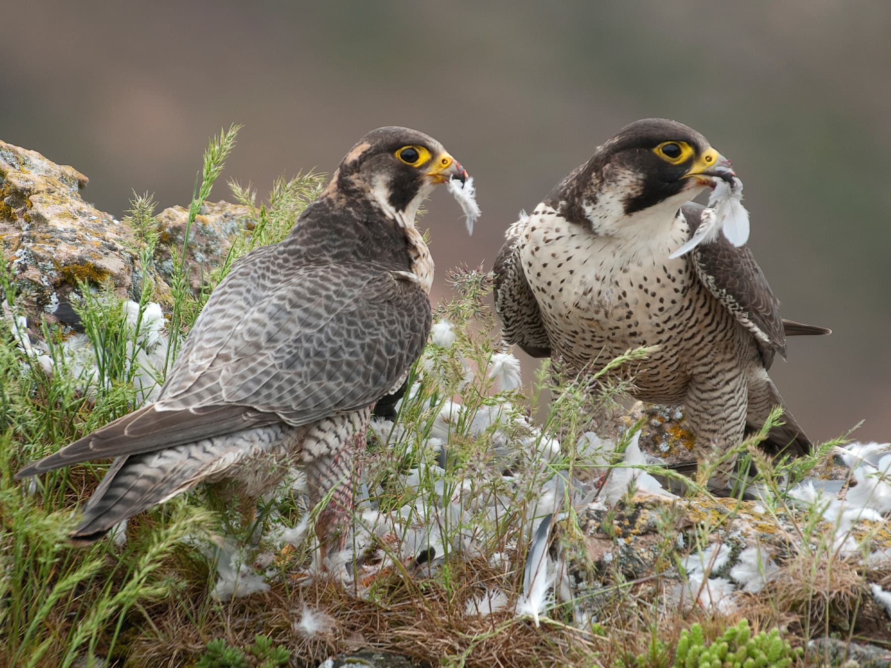 Pair of Peregrine Falcons feeding in natural habitat