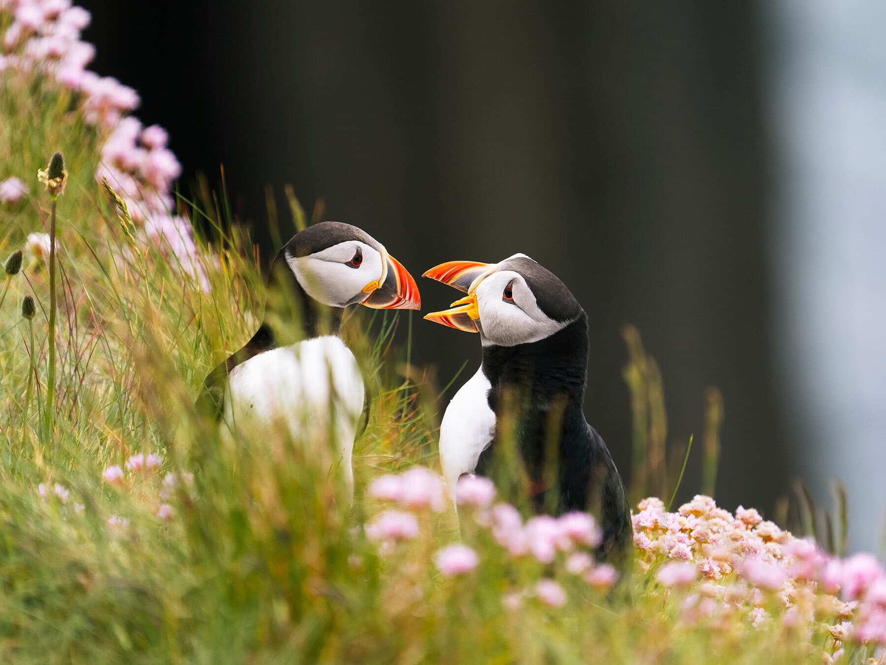 Pair of puffins