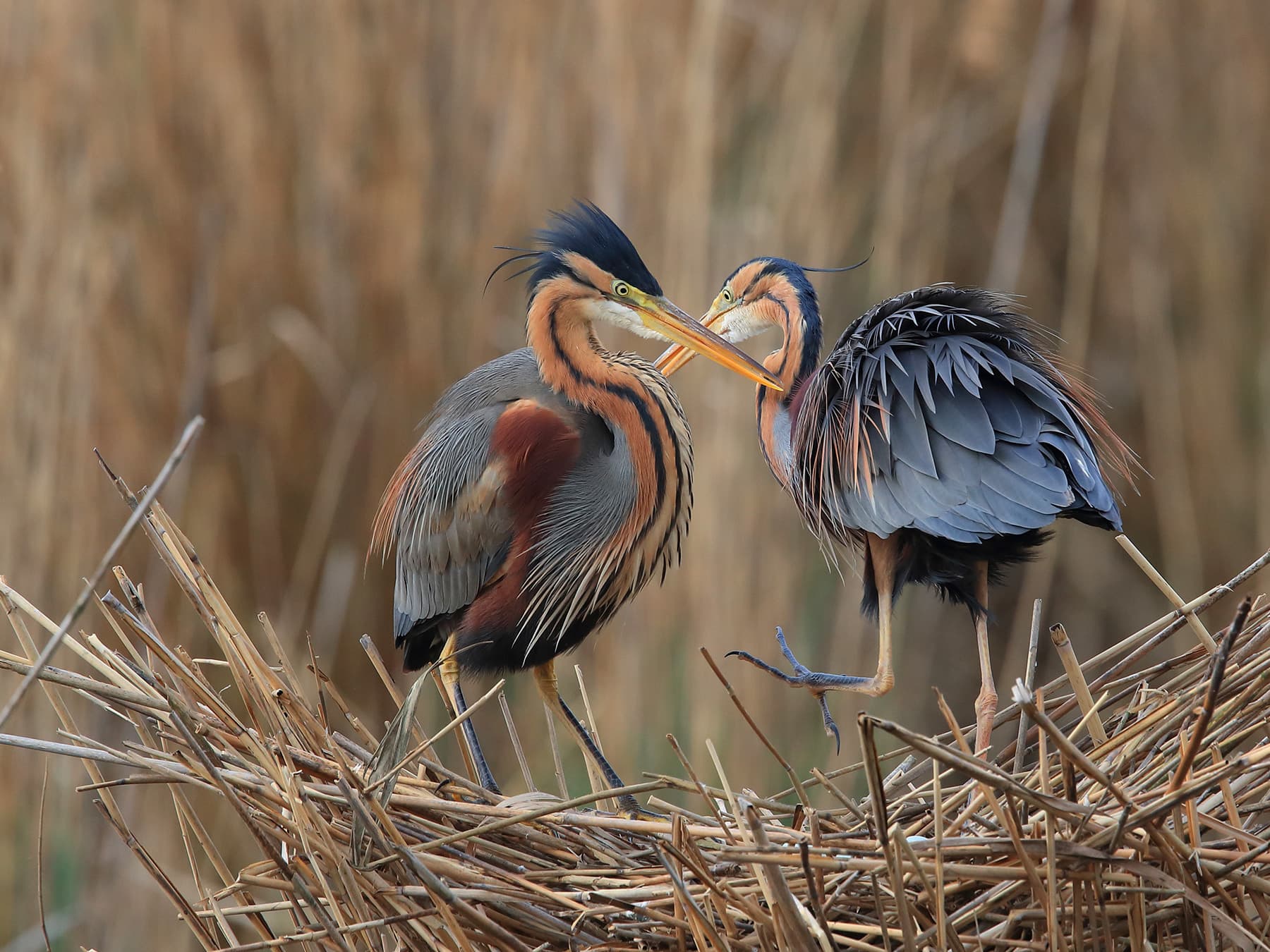 Pair of Purple Herons