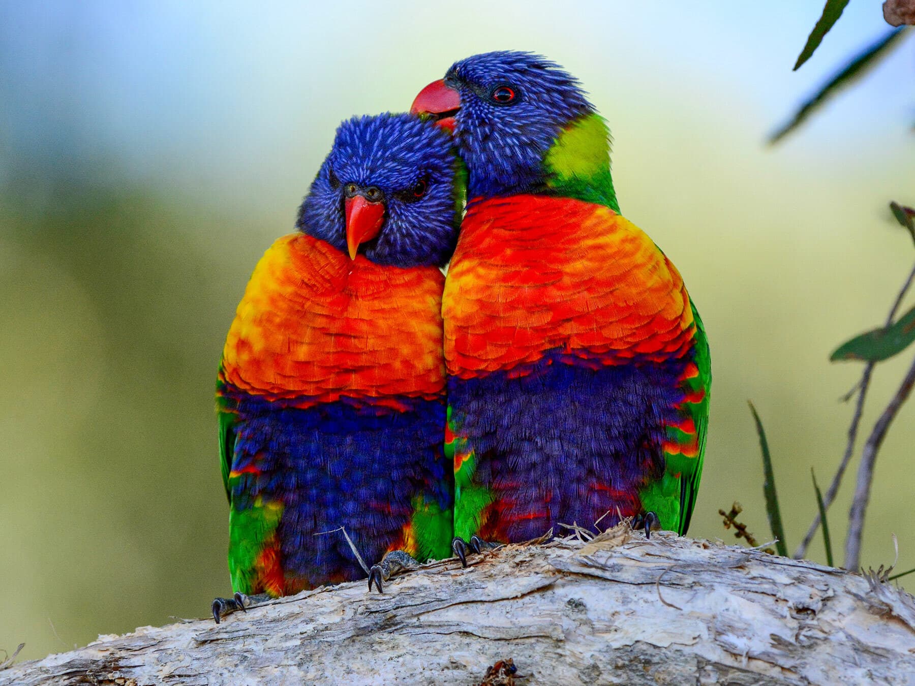 A pair of Rainbow Lorikeets perched on a branch