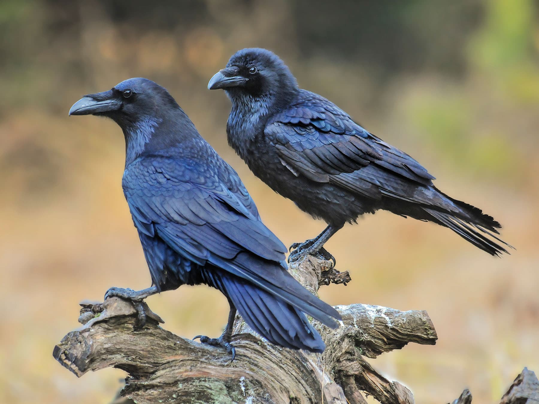 Pair of ravens