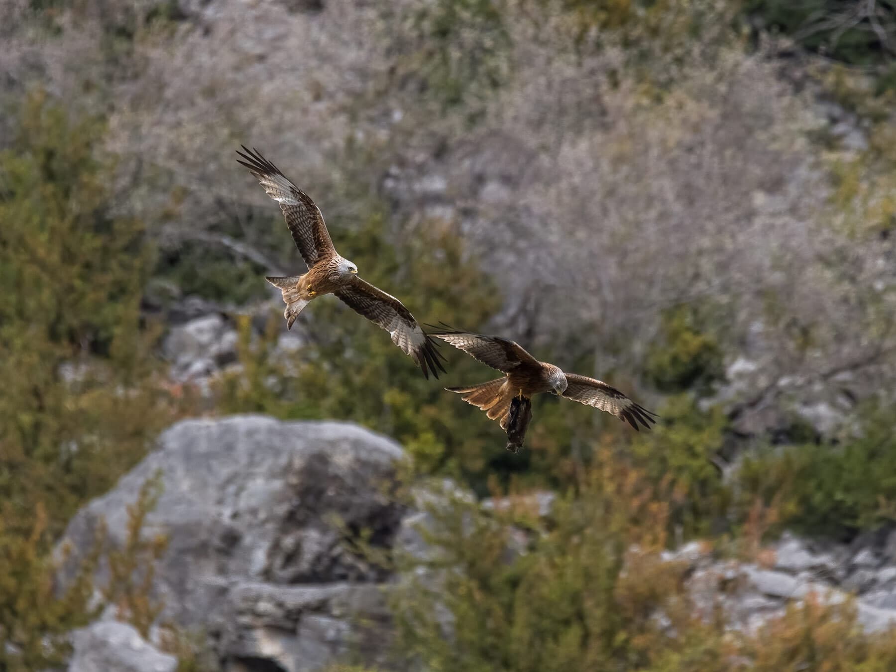 Pair of red kites