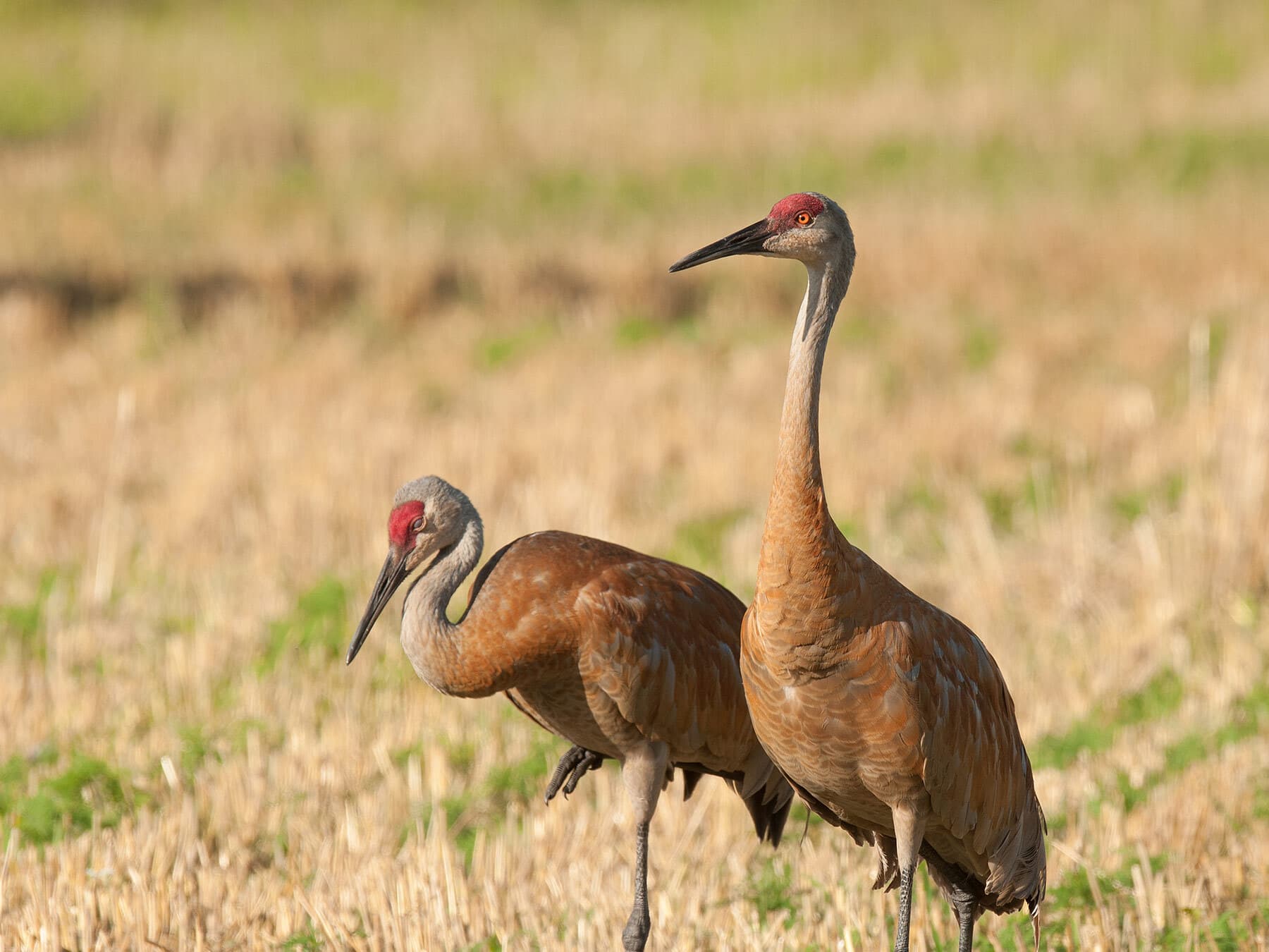 Pair of sandhill cranes
