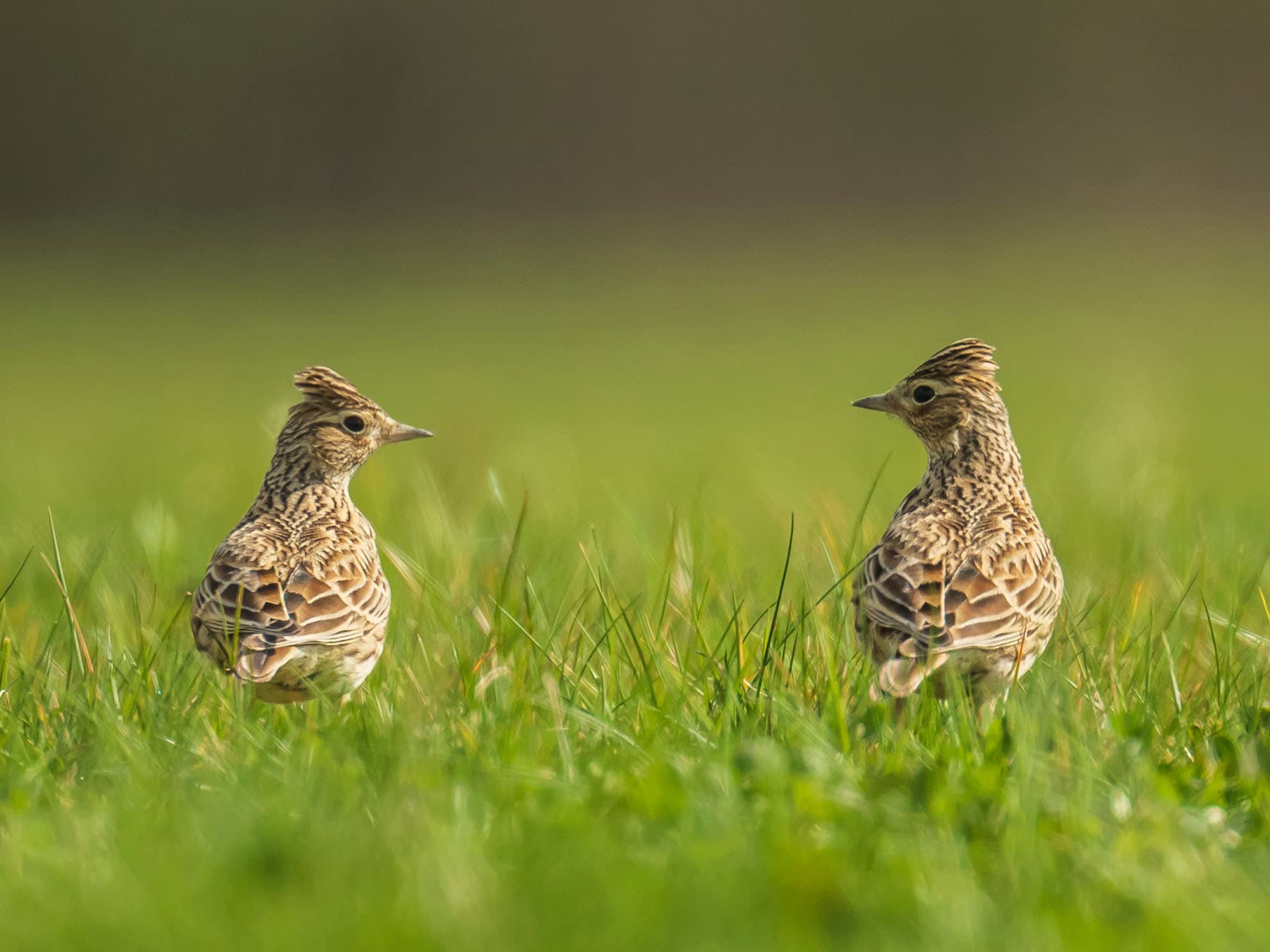 Pair of Skylarks foraging in the grass