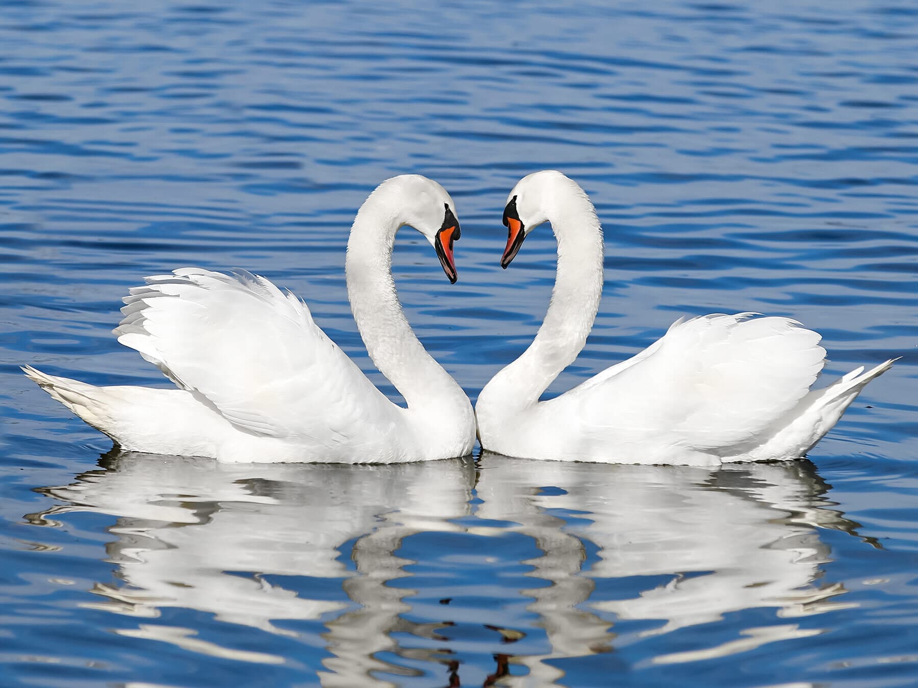 Pair of swans