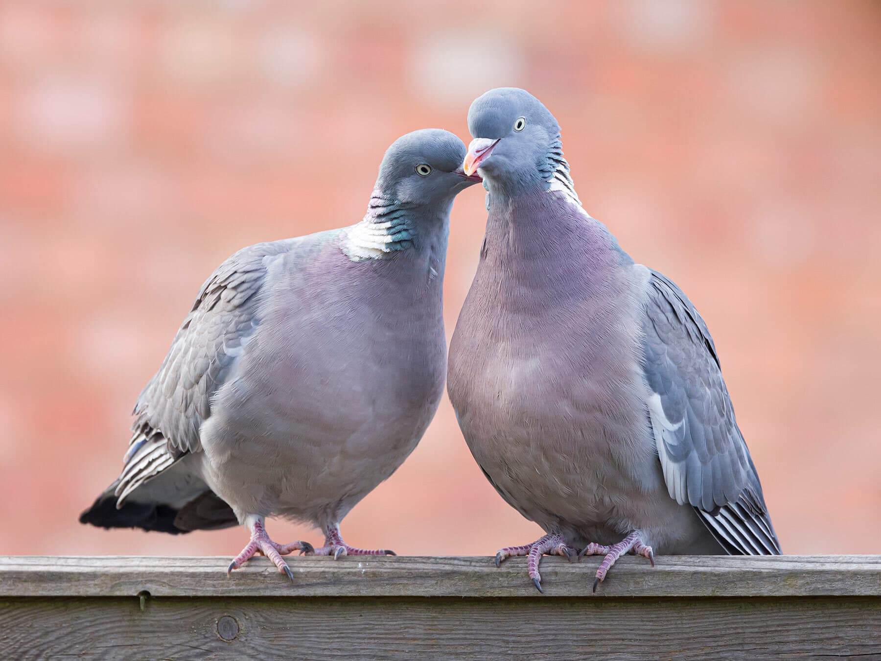 Pair of wood pigeons