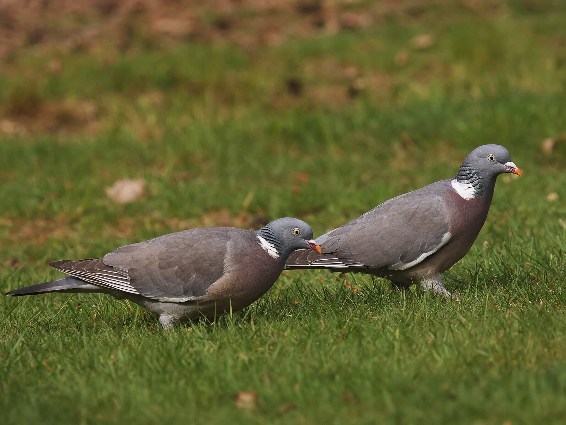 Pair of wood pigeons
