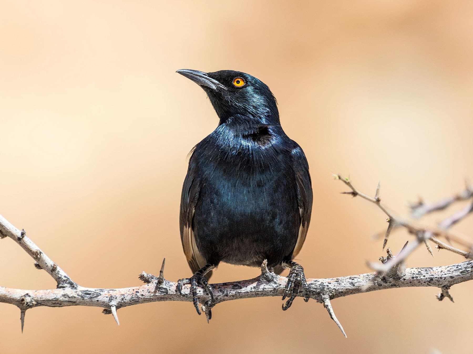 Pale-winged Starling perching on branch