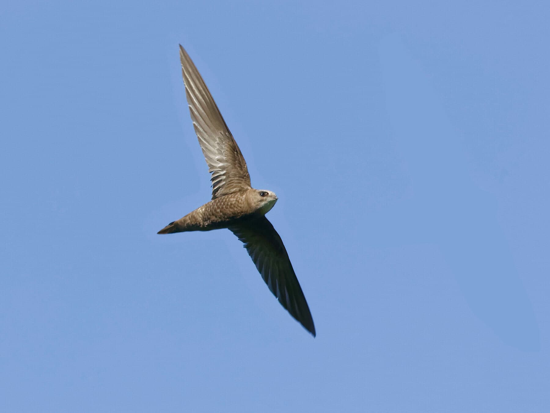 Pallid Swift in flight