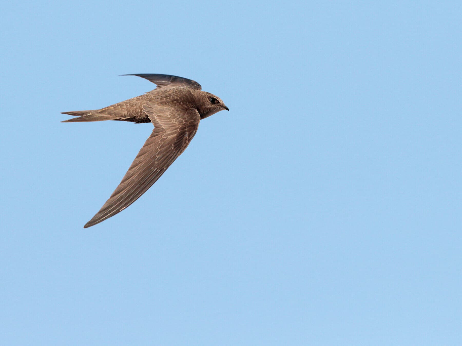 Pallid Swift in flight