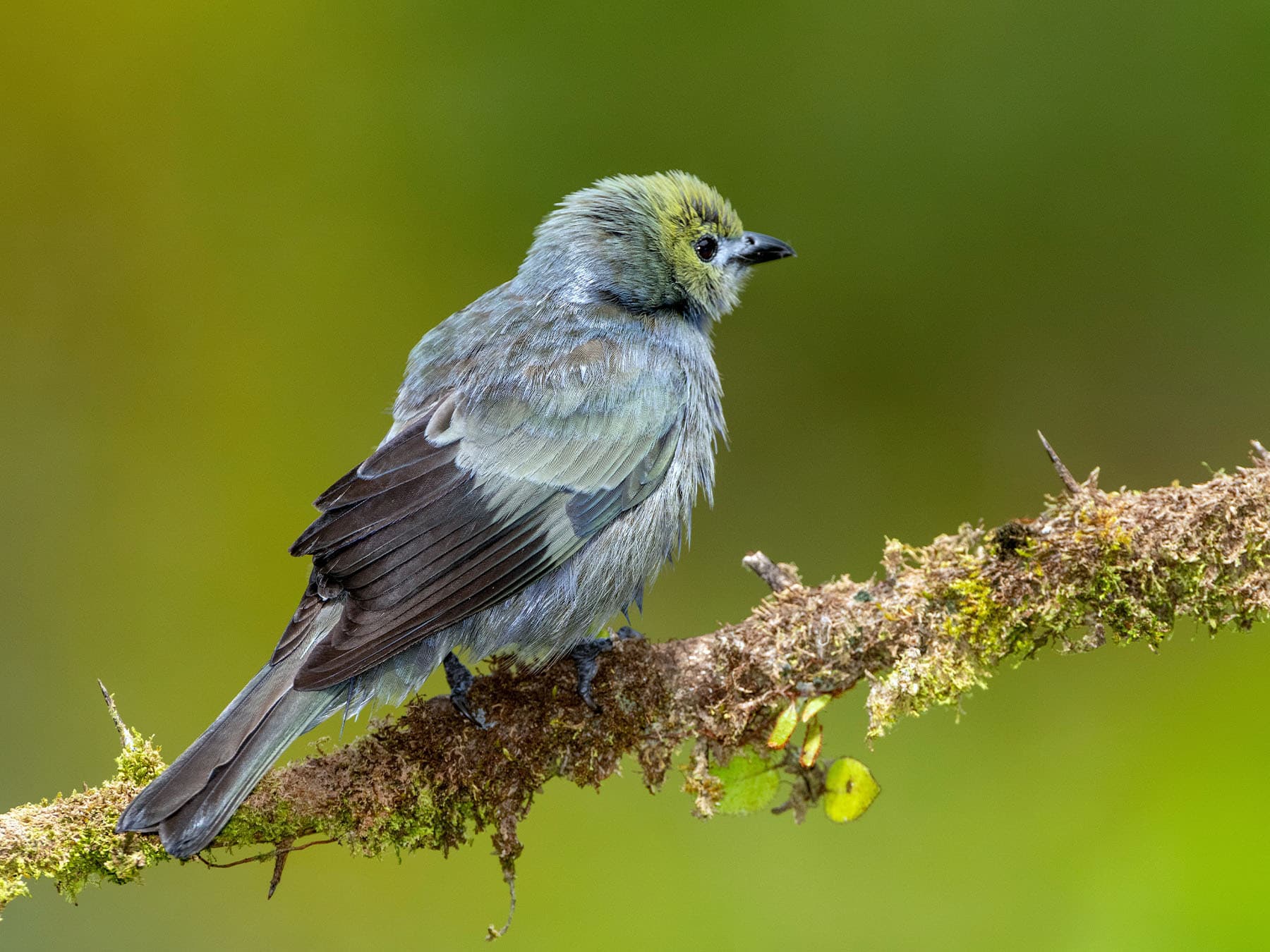 Palm Tanager perching on a branch