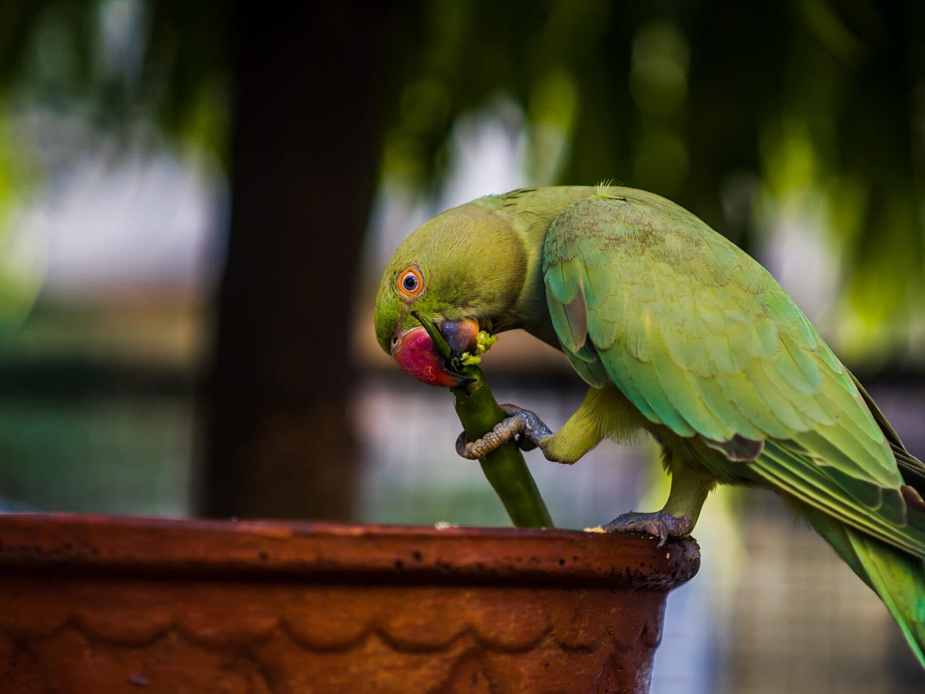 Parakeet eating a chilli