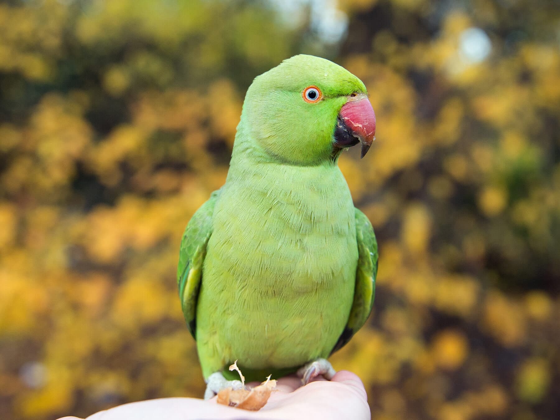 Parakeet sat on hand london