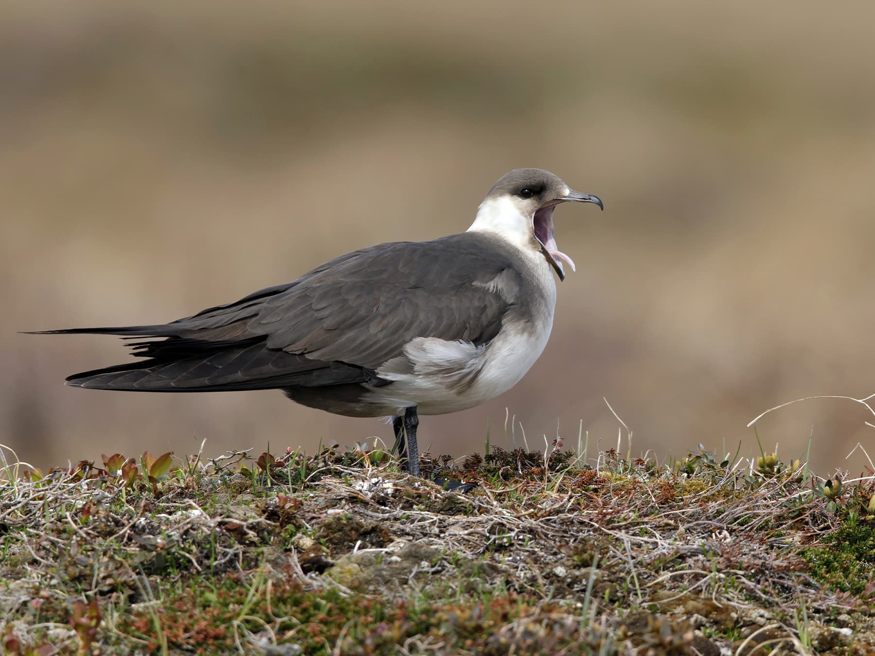 Parasitic Jaeger calling from nest site