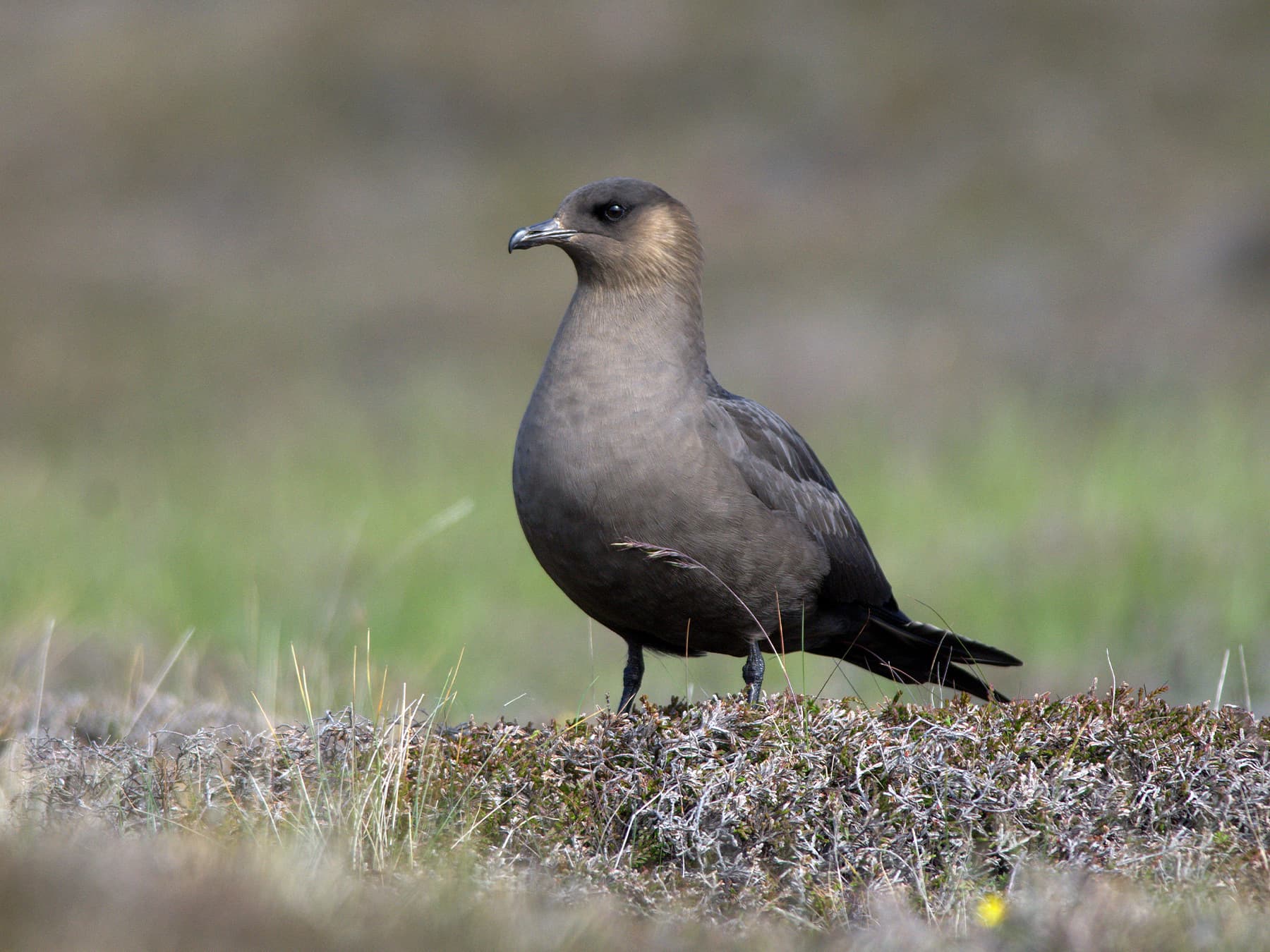 Arctic Jaeger or Parasitic Jaeger, dark morph, standing in moorland