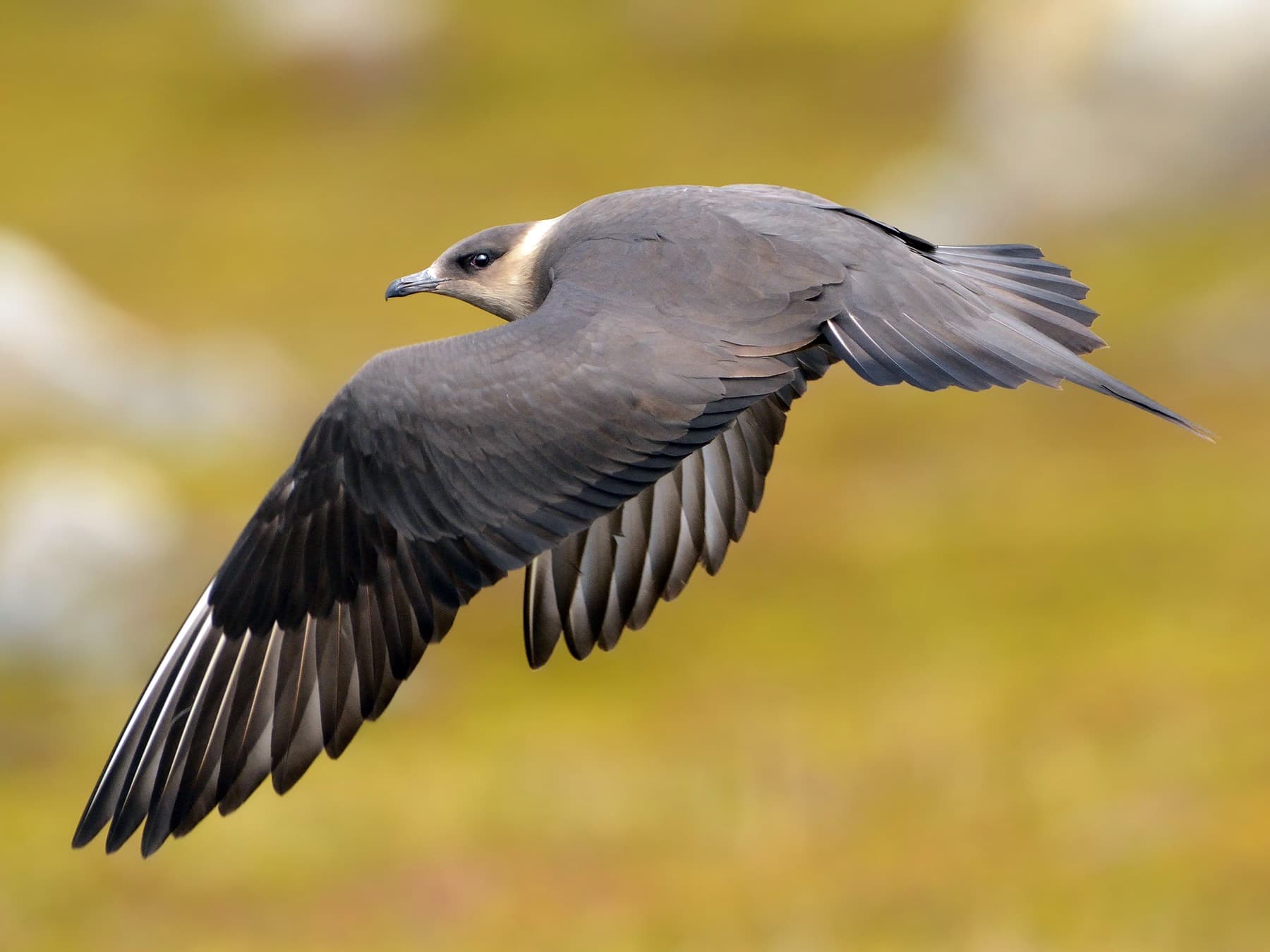 Parasitic Jaeger in-flight