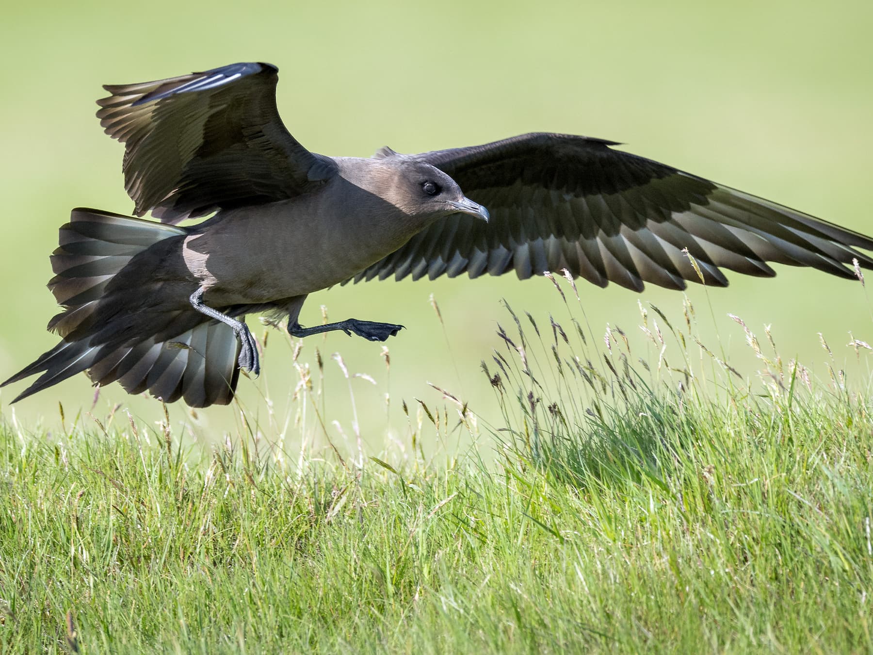 Parasitic Jaeger landing in grassland