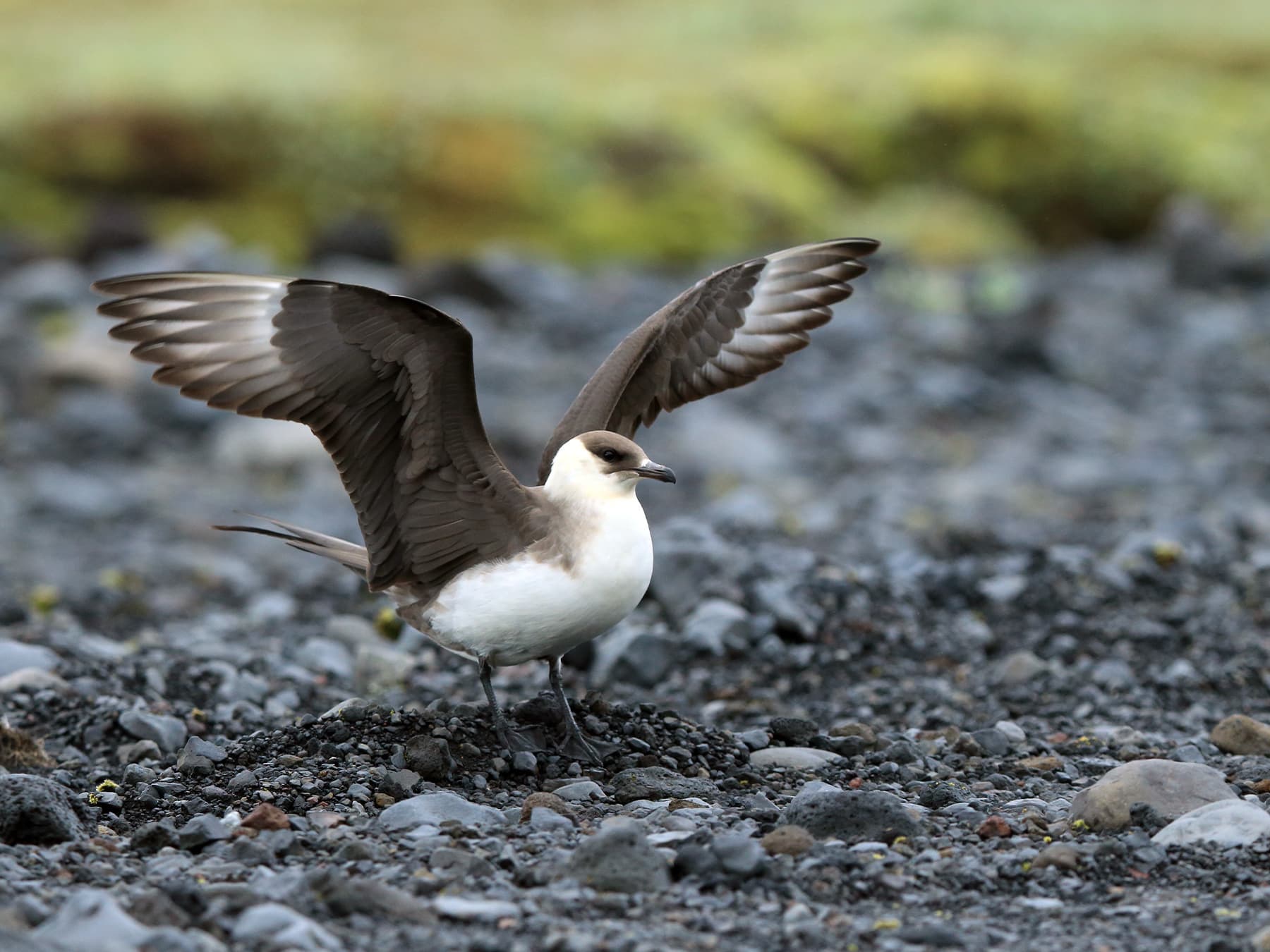 Parasitic Jaeger in natural habitat
