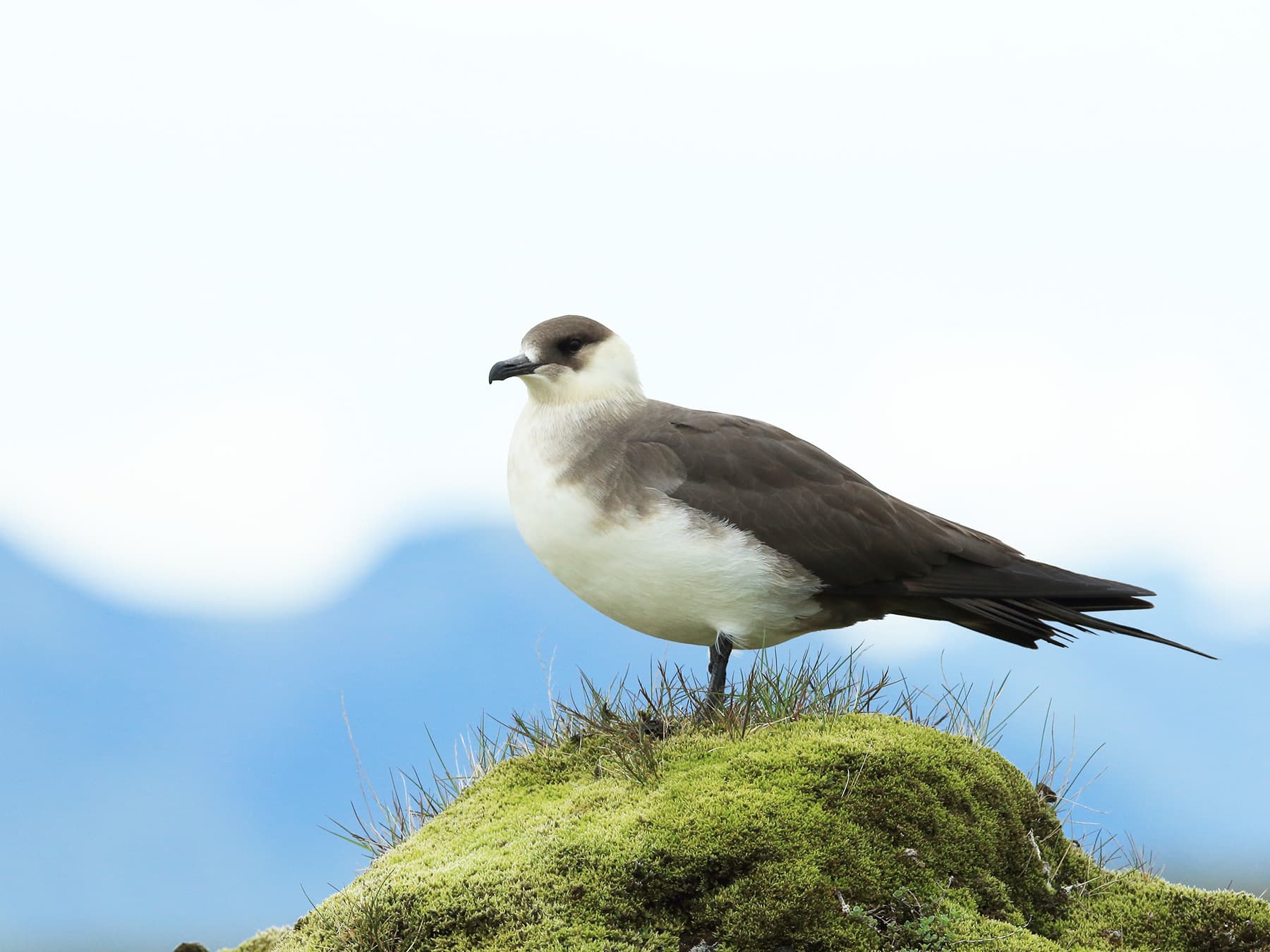 Parasitic Jaeger, light morph, standing on moss covered rock