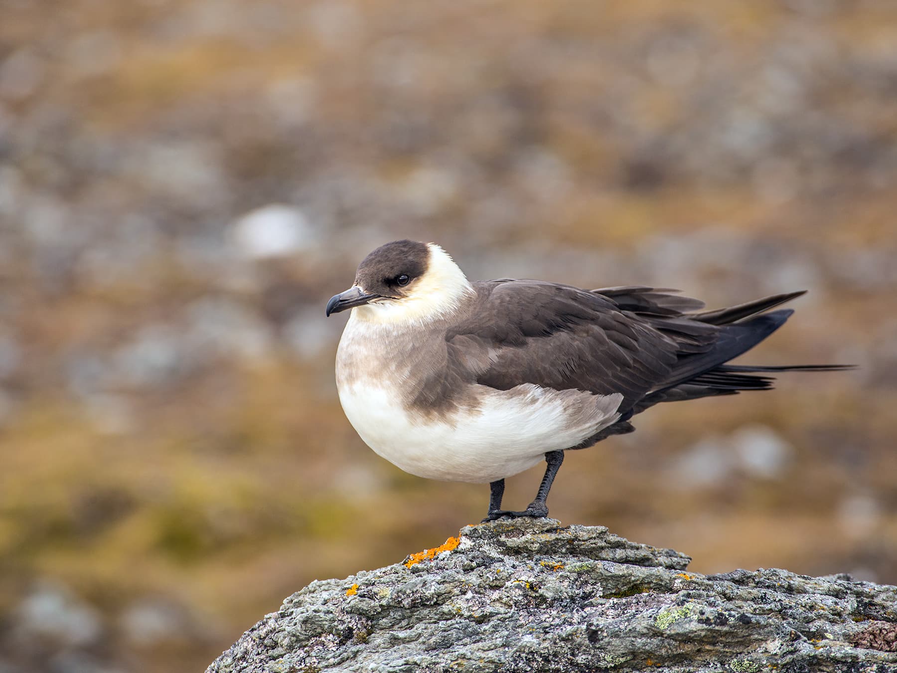 Arctic Jaeger, light morph
