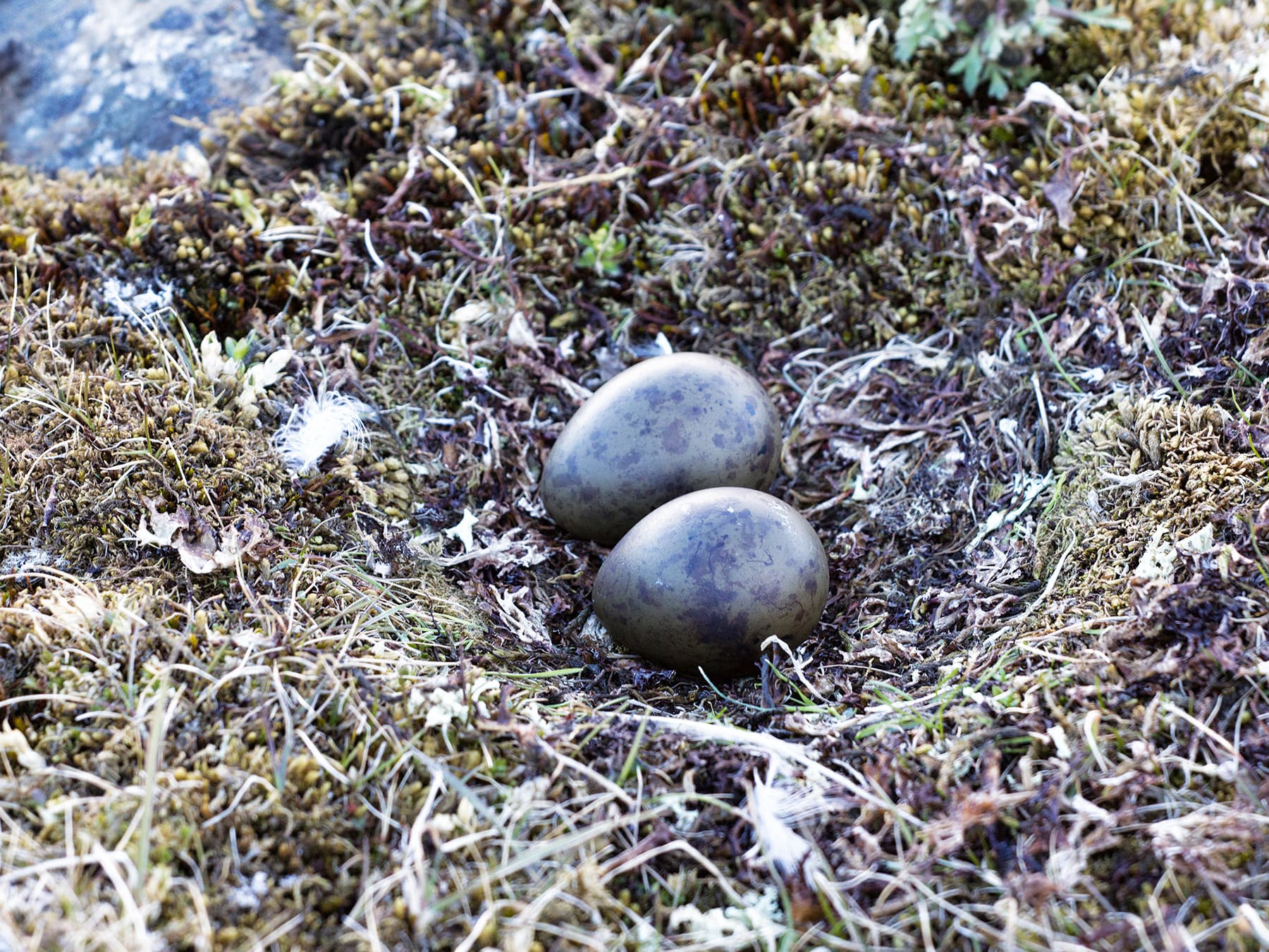 Nest of a Parasitic Jaeger with two eggs