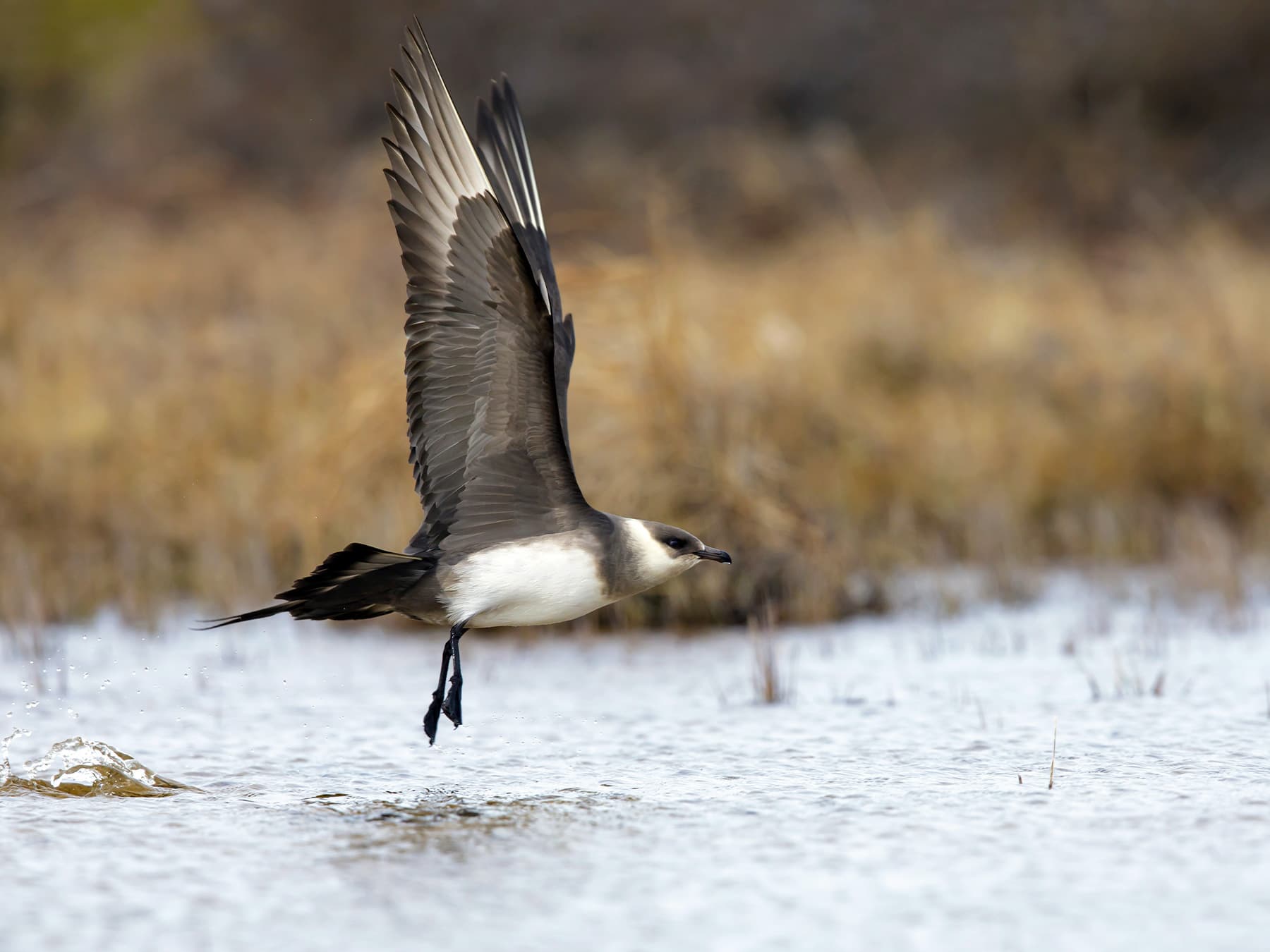 Parasitic Jaeger taking-off from a lake