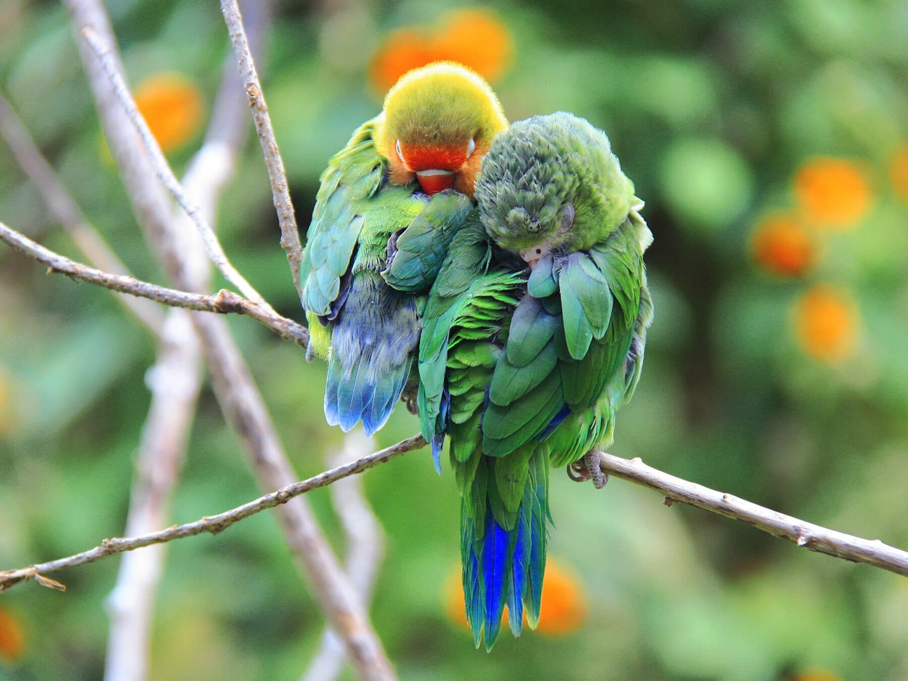 Parrots sleeping