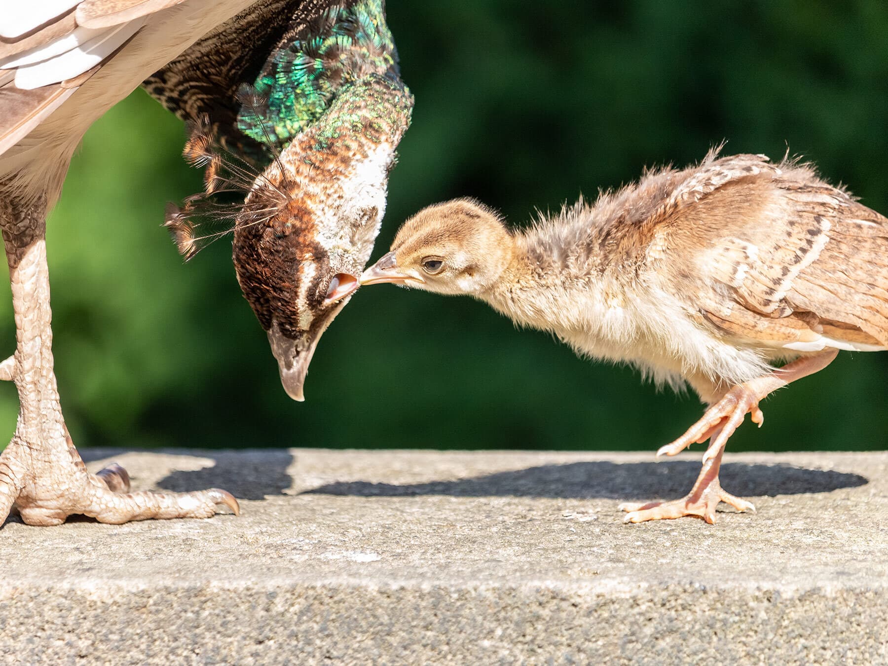 Peacock chick