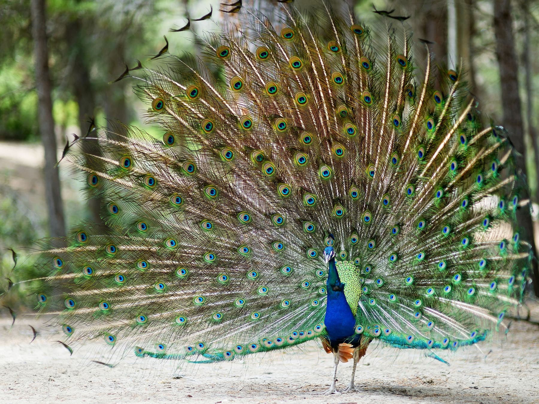 Peacock displaying his plumage