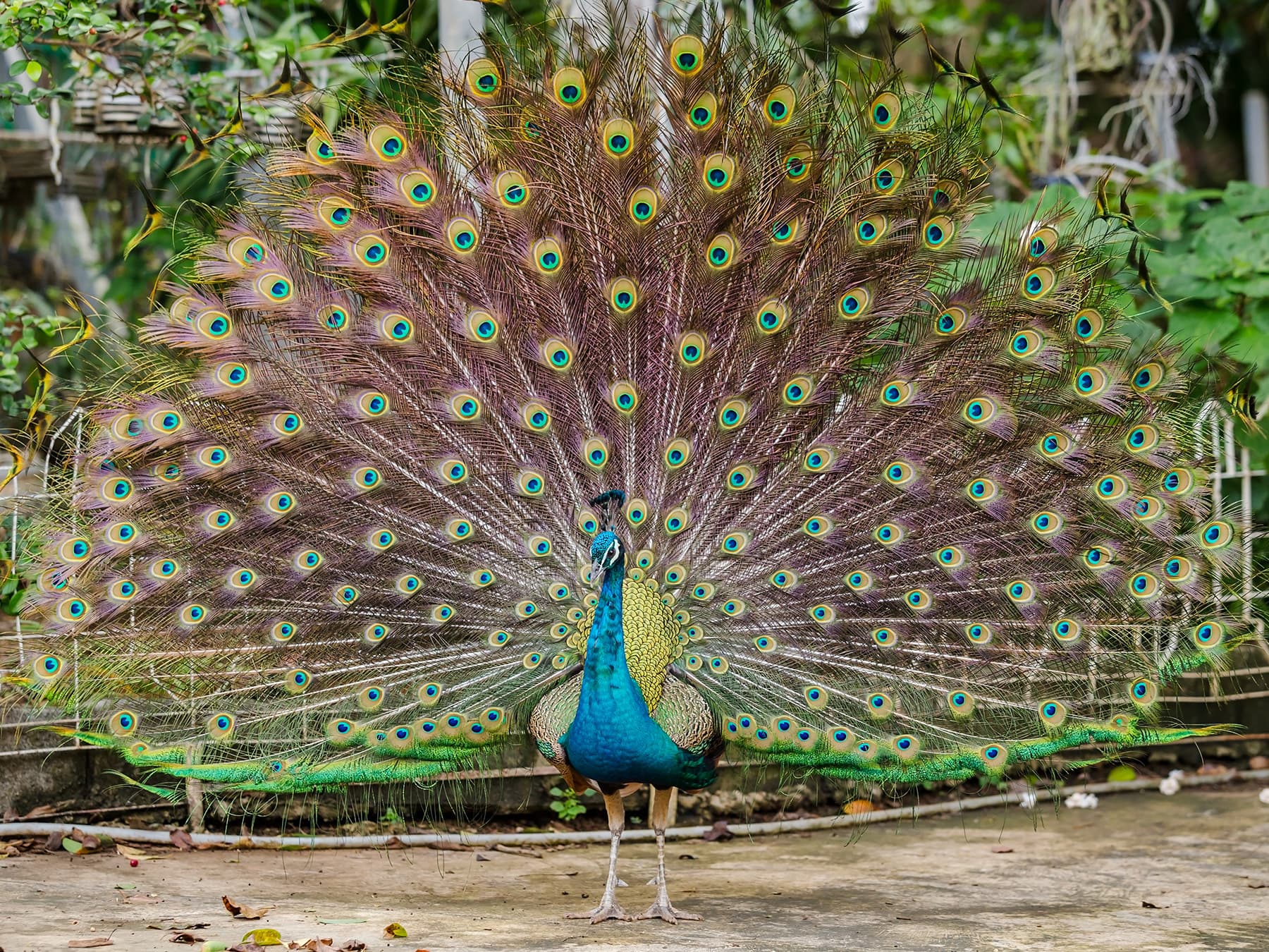 Peacock displaying tail feathers