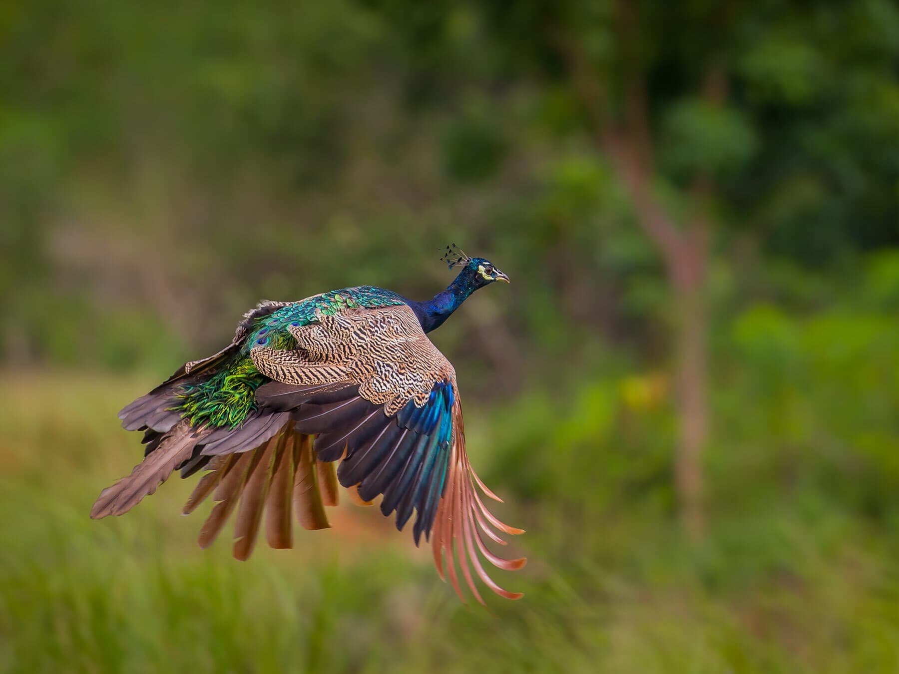 Peacock flying
