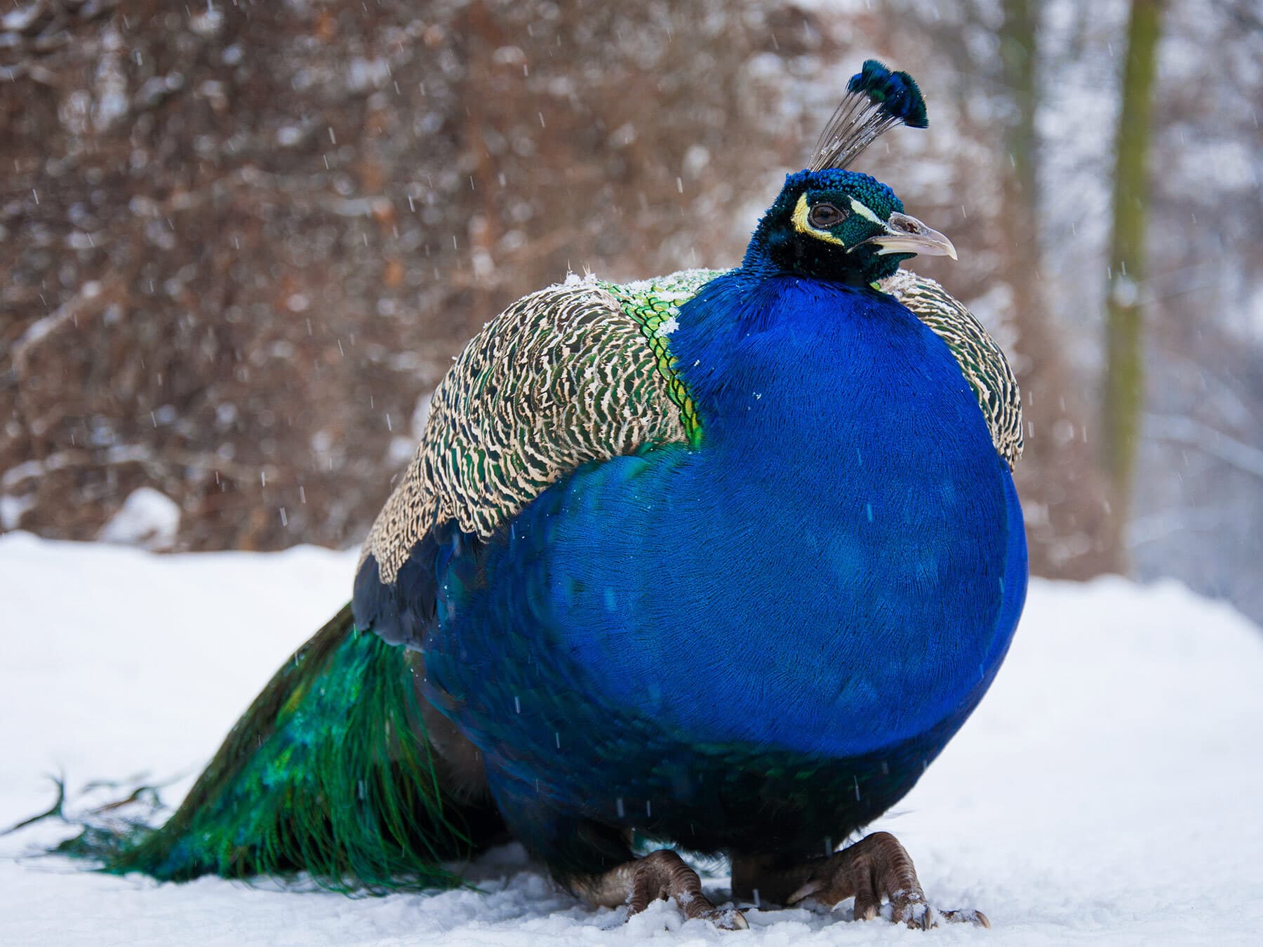 Peacock in winter
