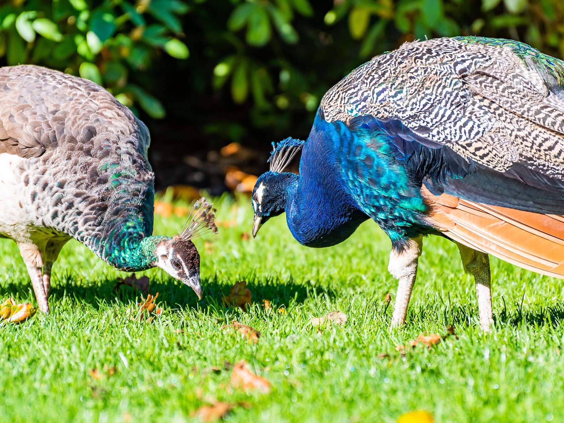 Peacocks foraging for food