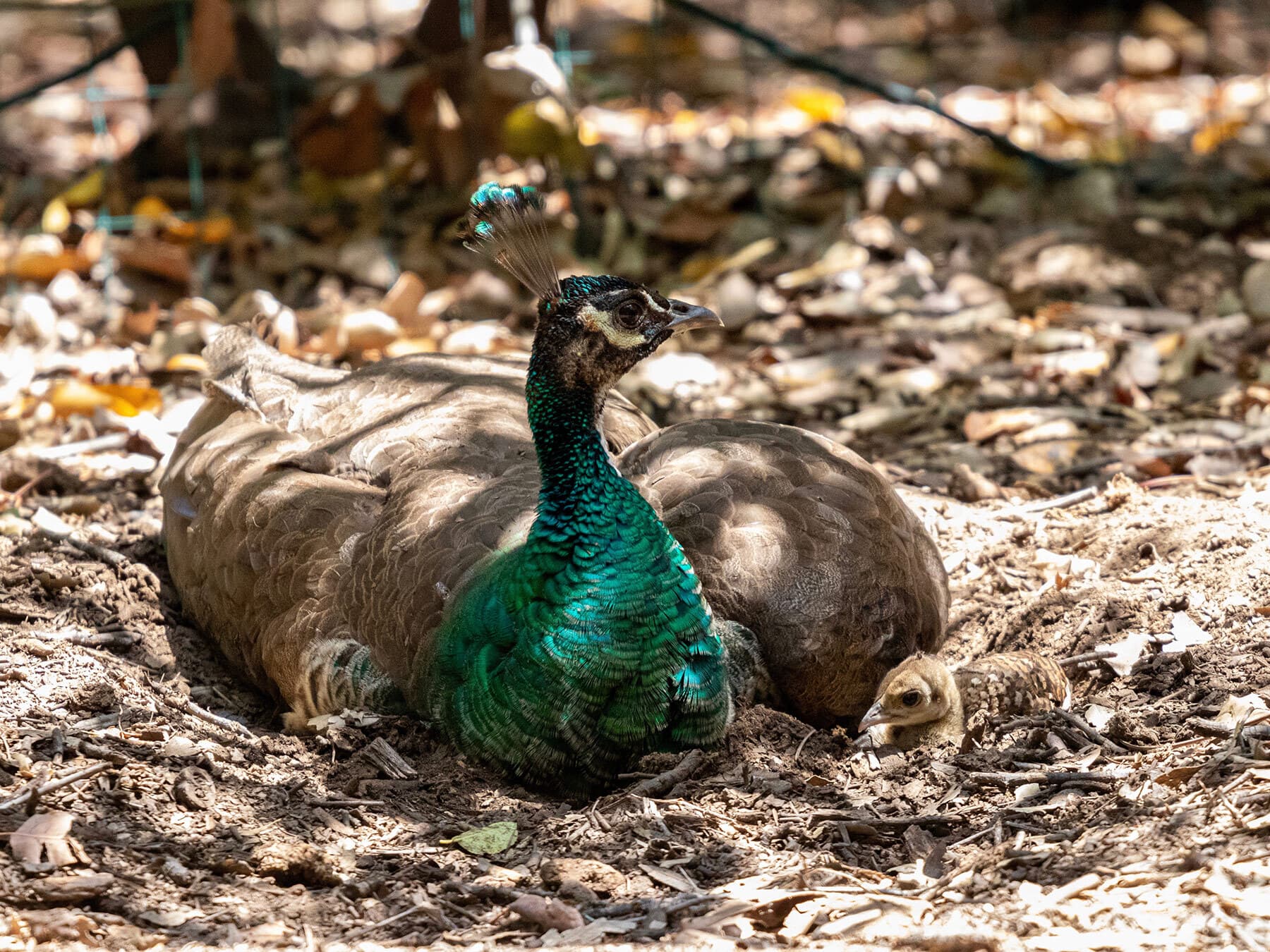 Peahen and peachick nesting