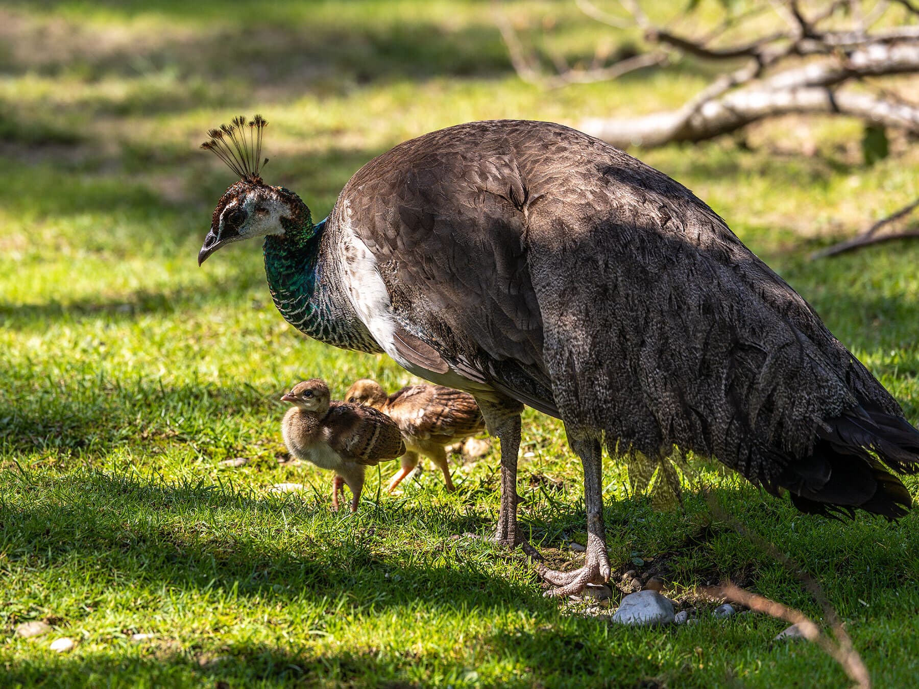 Peahen with chicks