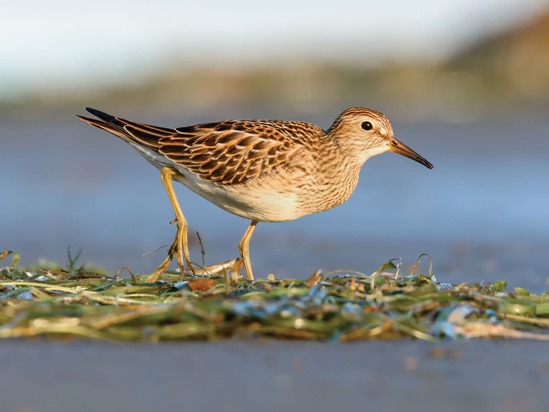 Pectoral Sandpiper