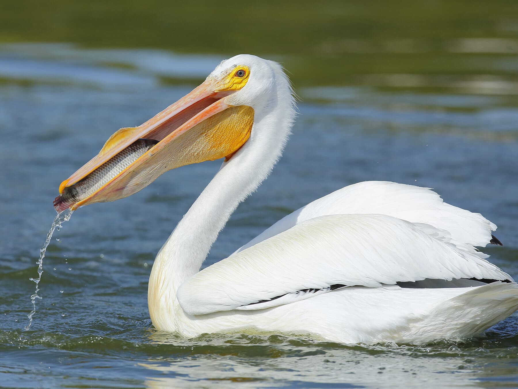 Pelican eating fish