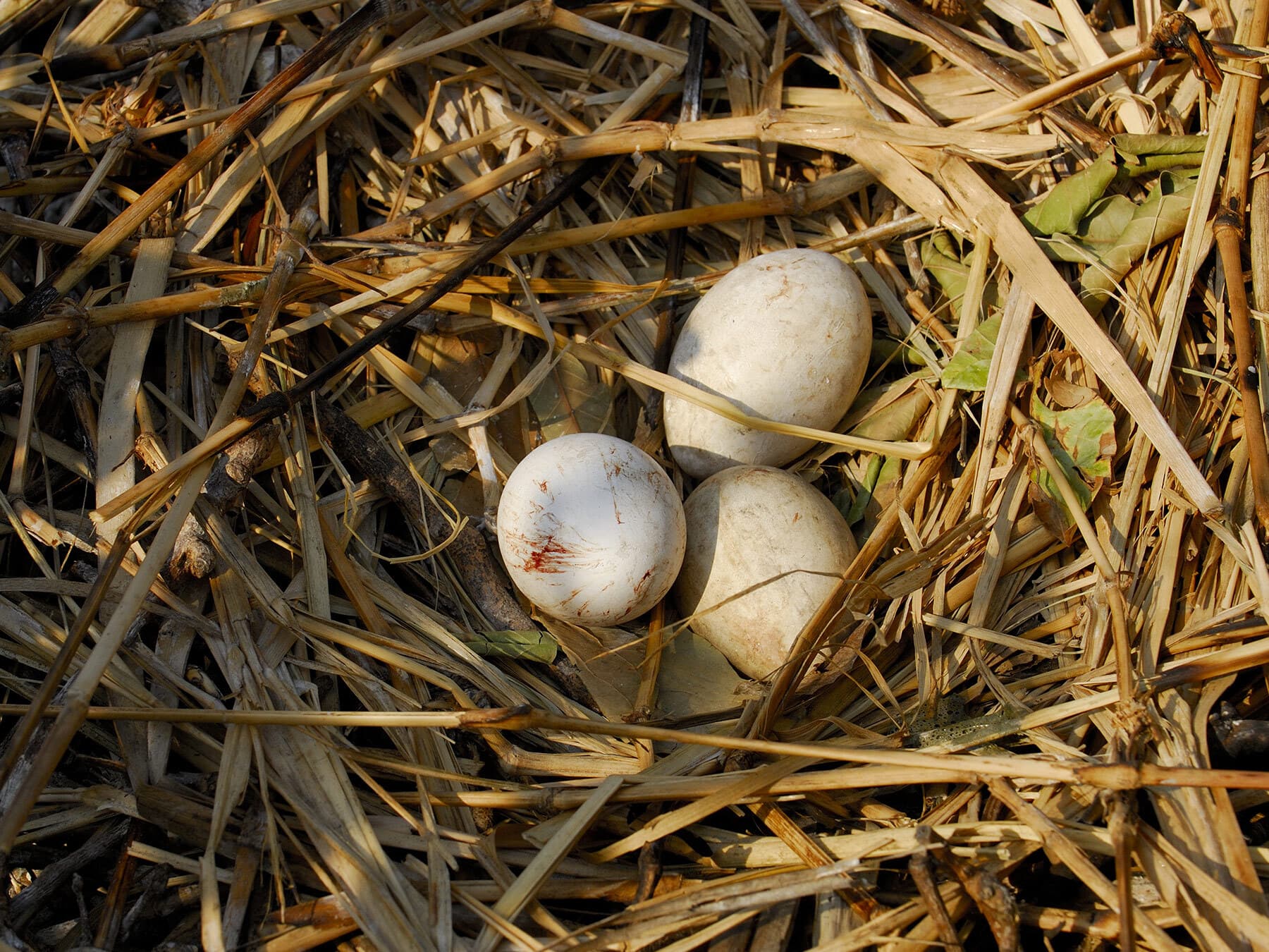 Pelican eggs