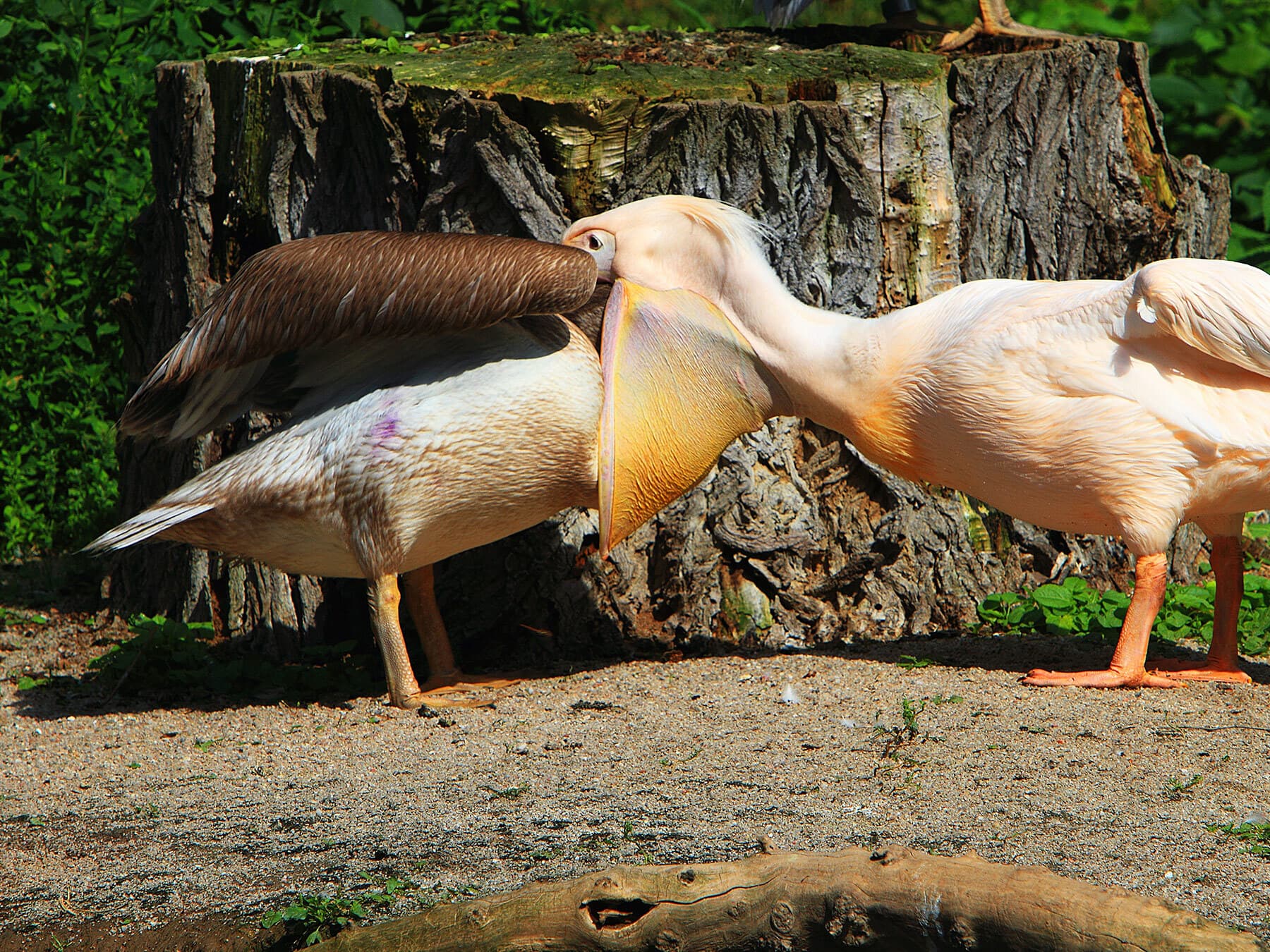 Pelican feeding young