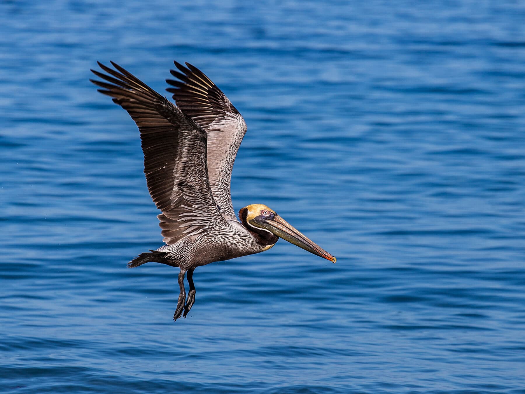 Pelican fishing