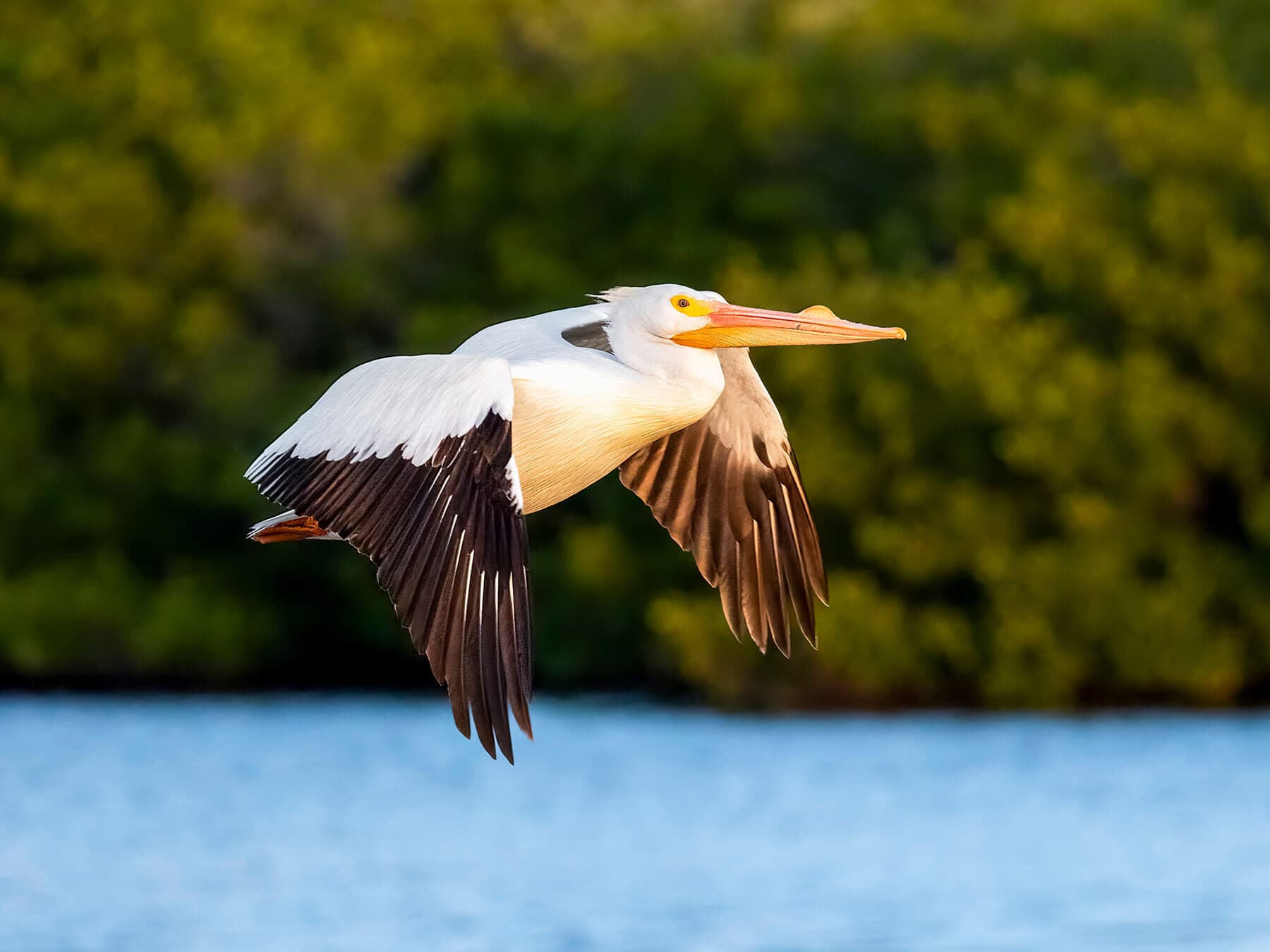 Pelican in flight