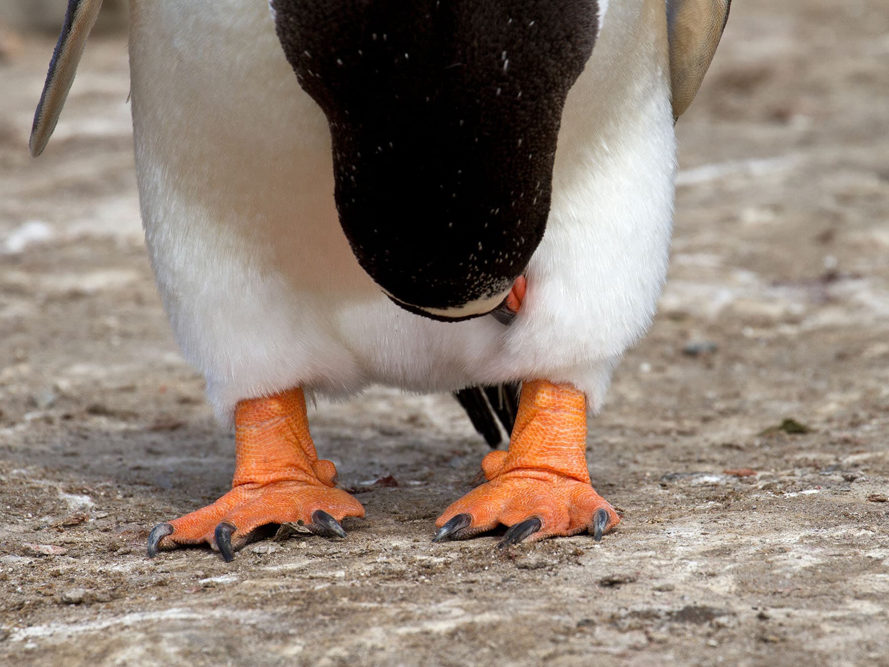 Penguin feet