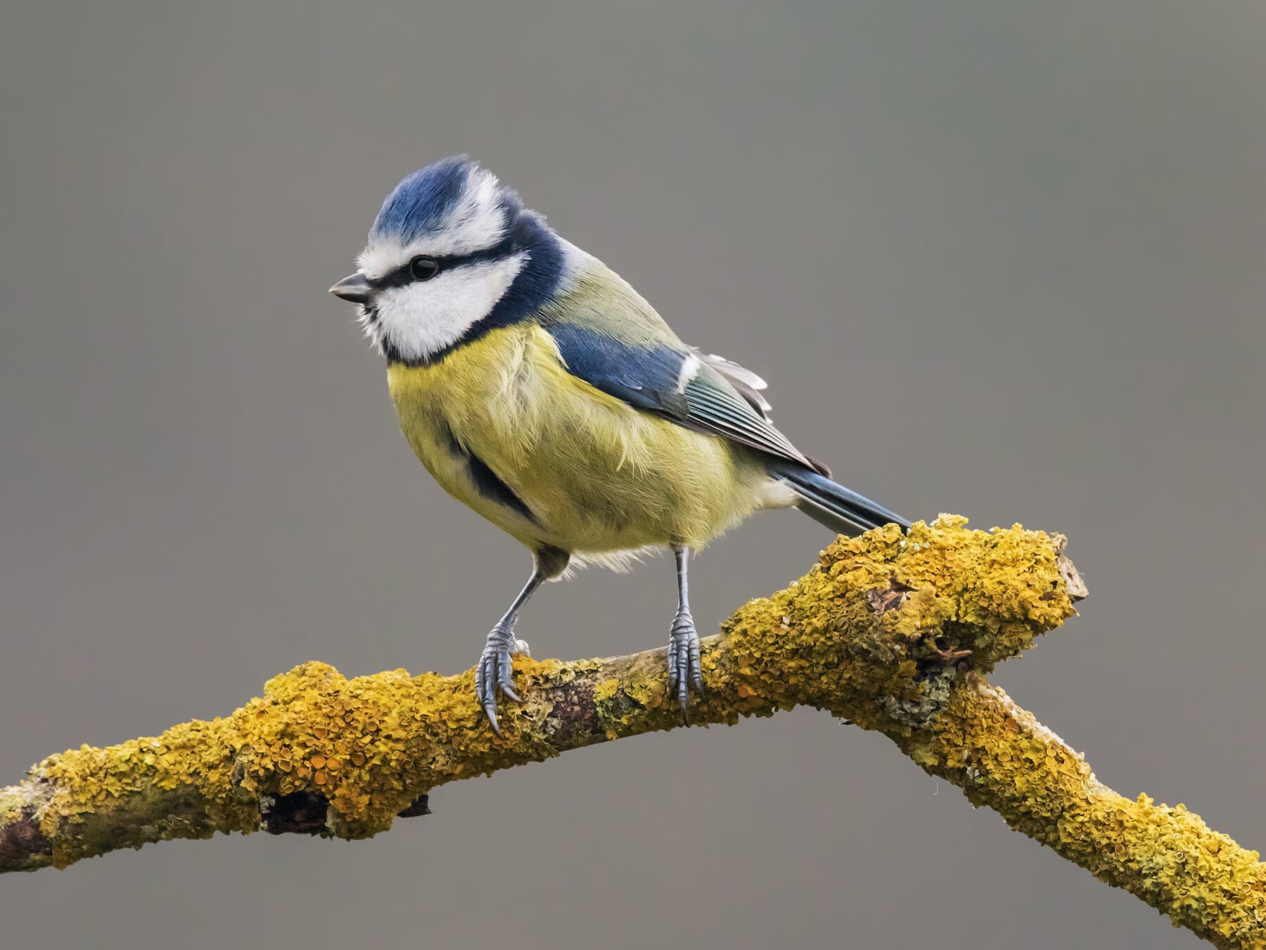 Perched blue tit